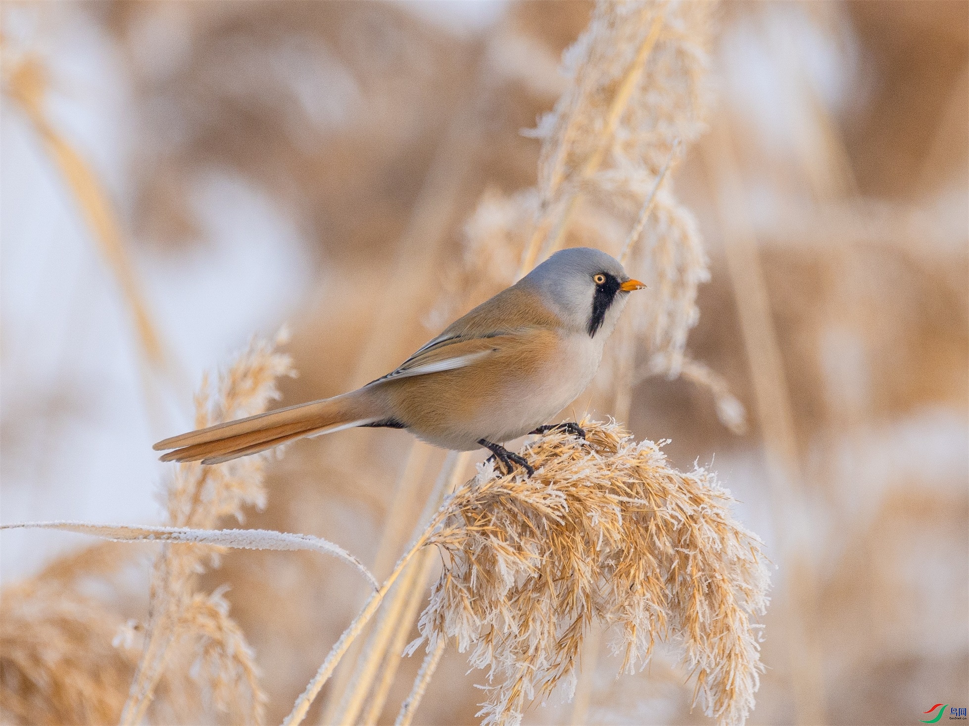 1K3A0648 ����1.jpg