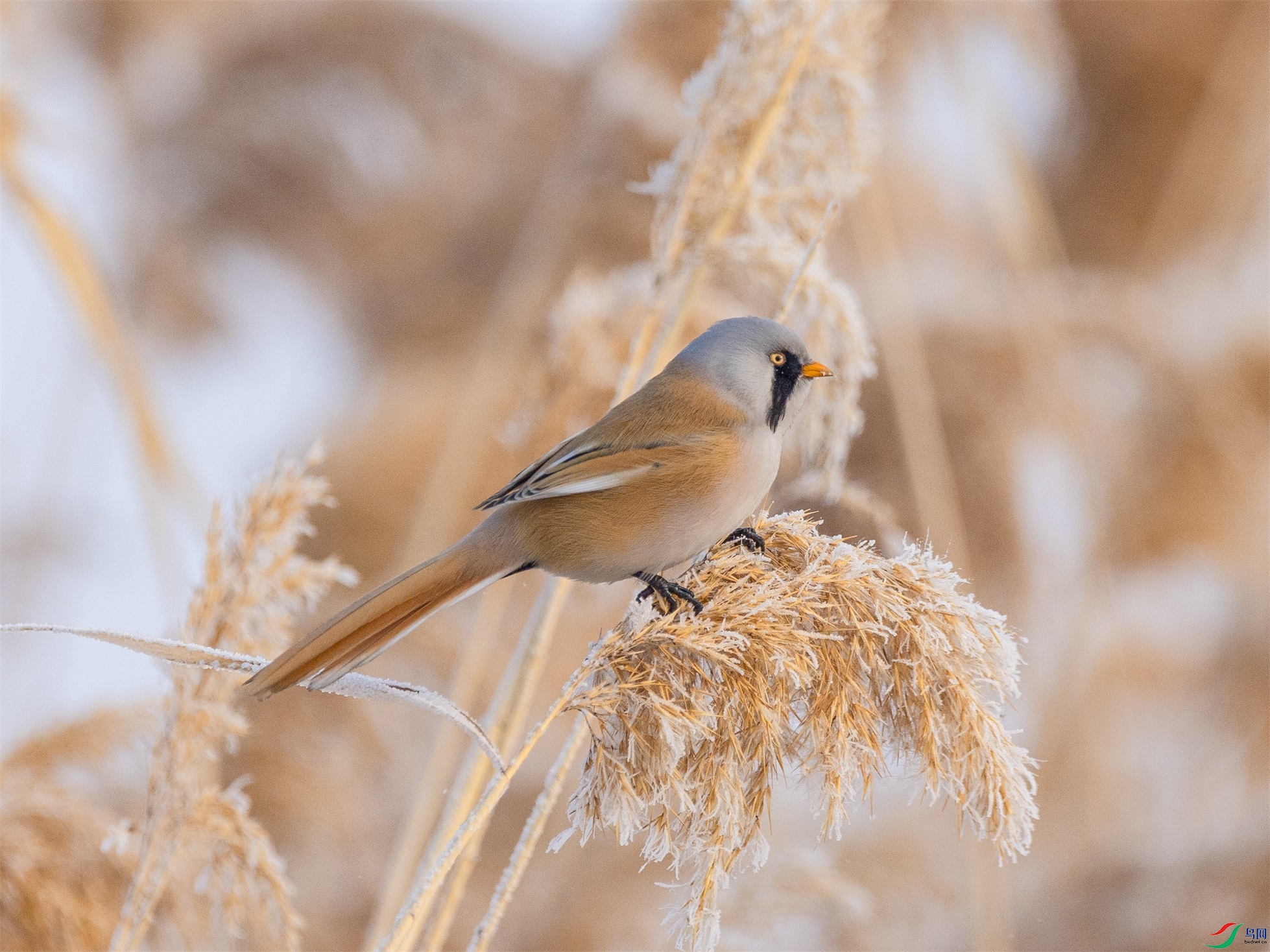 1K3A0646 ����1.jpg