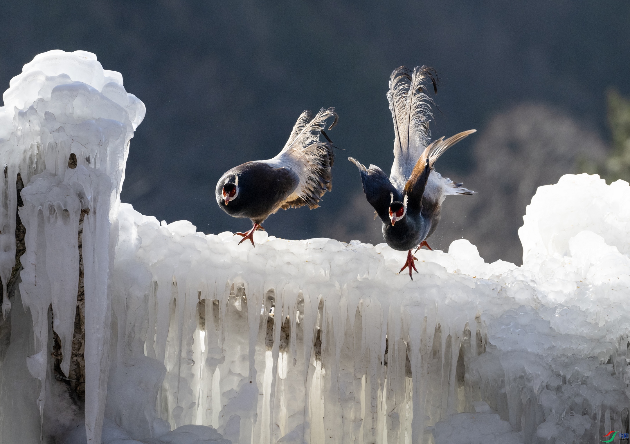 DSC_4042 ����x.jpg