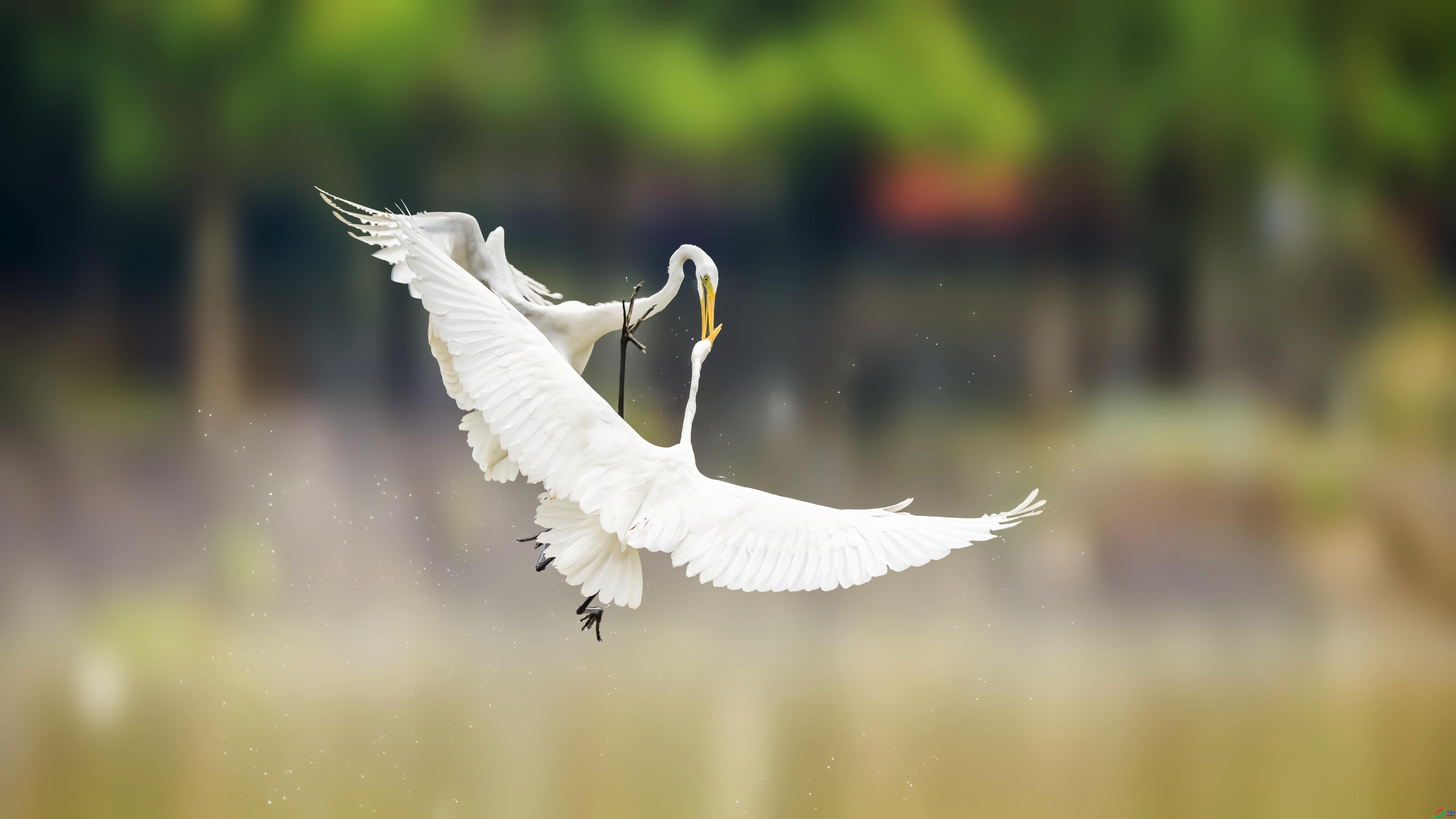 ��������˫����  ���� ׾�� ����.jpg