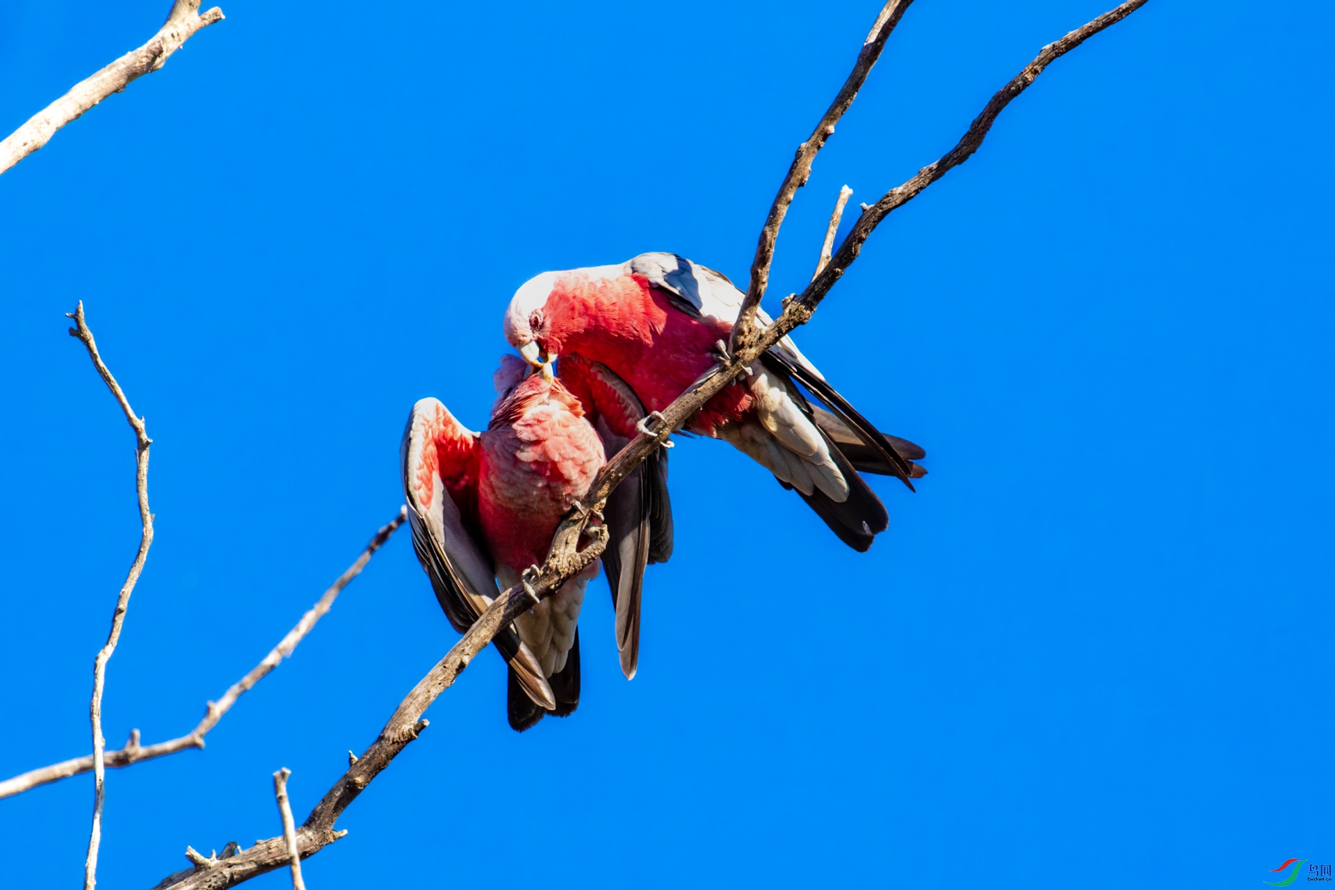_00A9908-CR2_DxO_DeepPRIME.jpg
