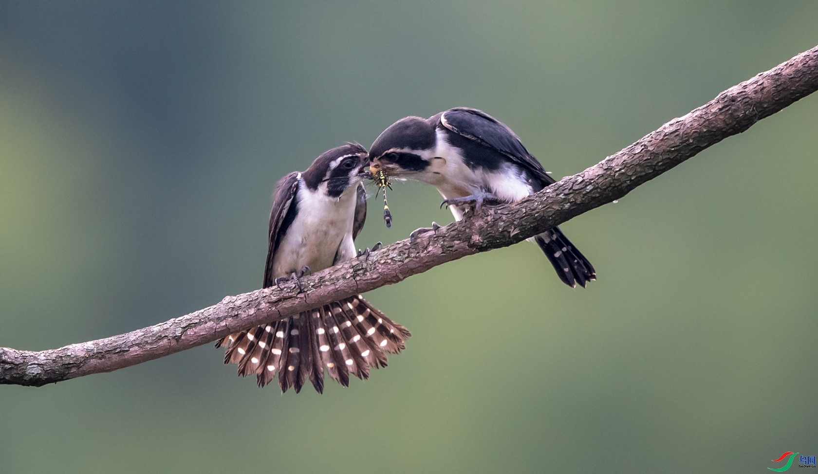 ����С��  ���� ����  ����.jpg