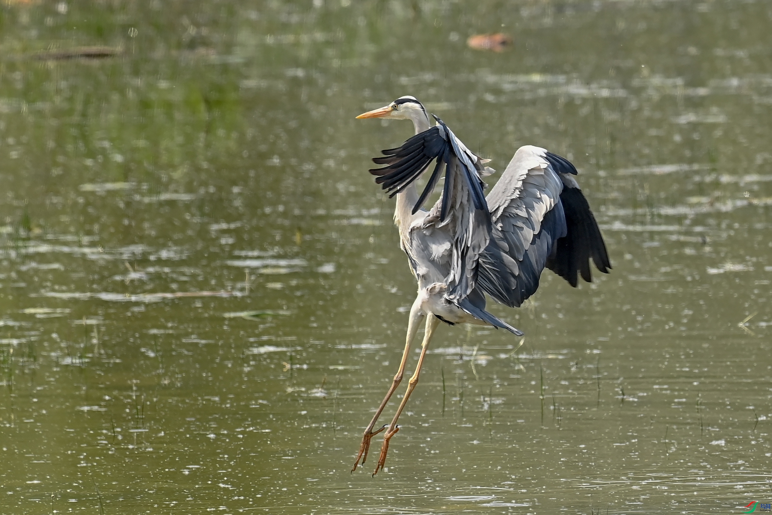 DSC_2883.JPG