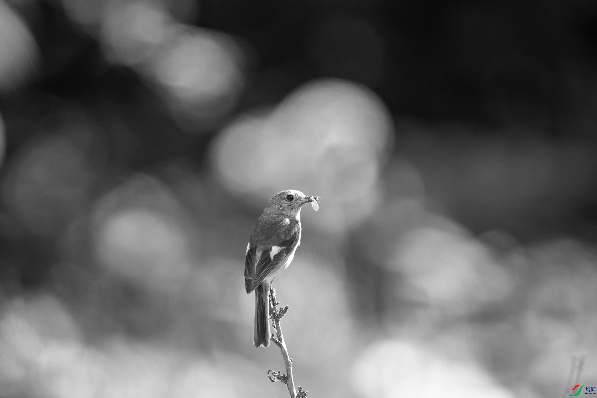 _DSC39510.jpg