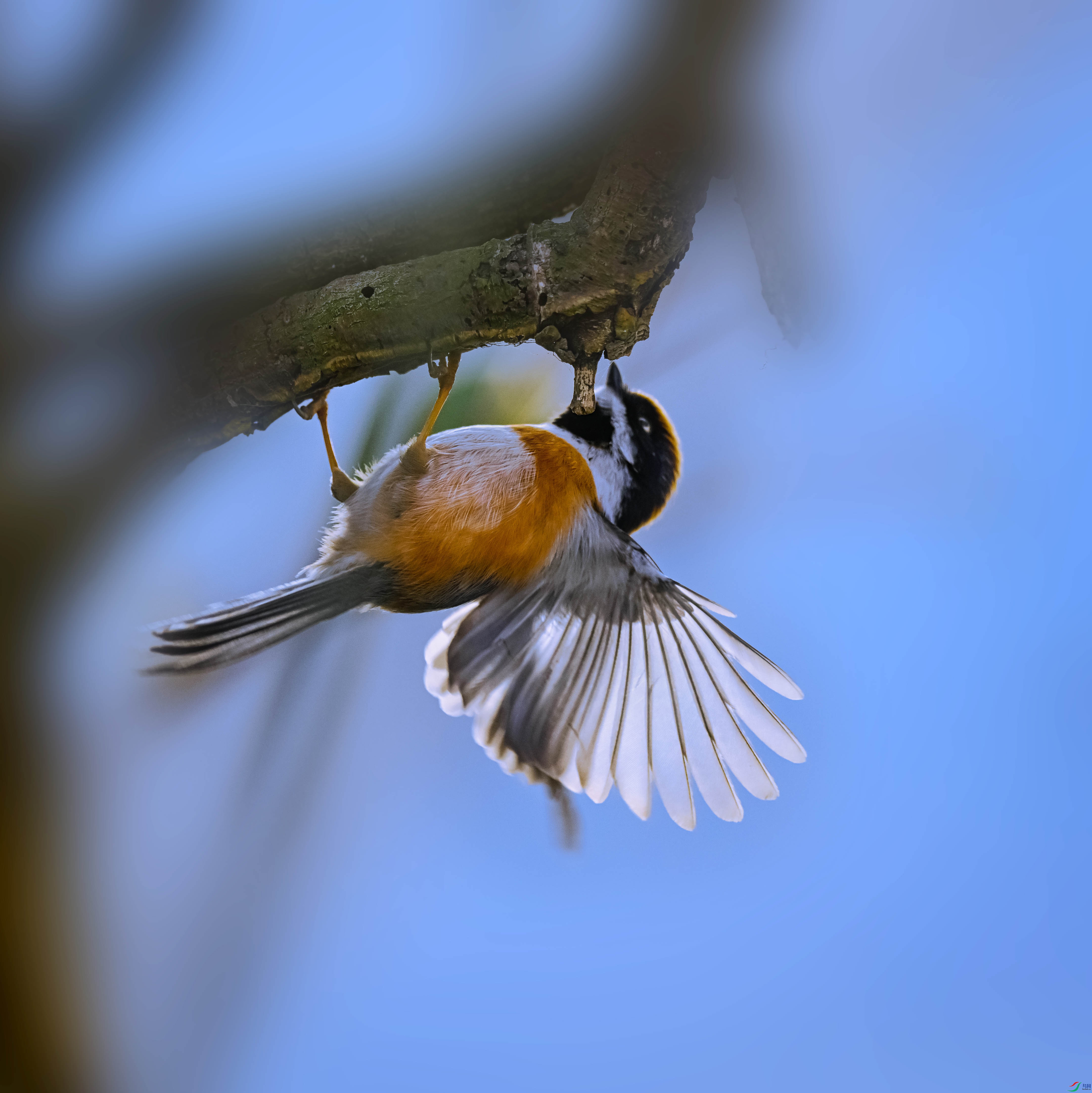 DSC_4593.jpg