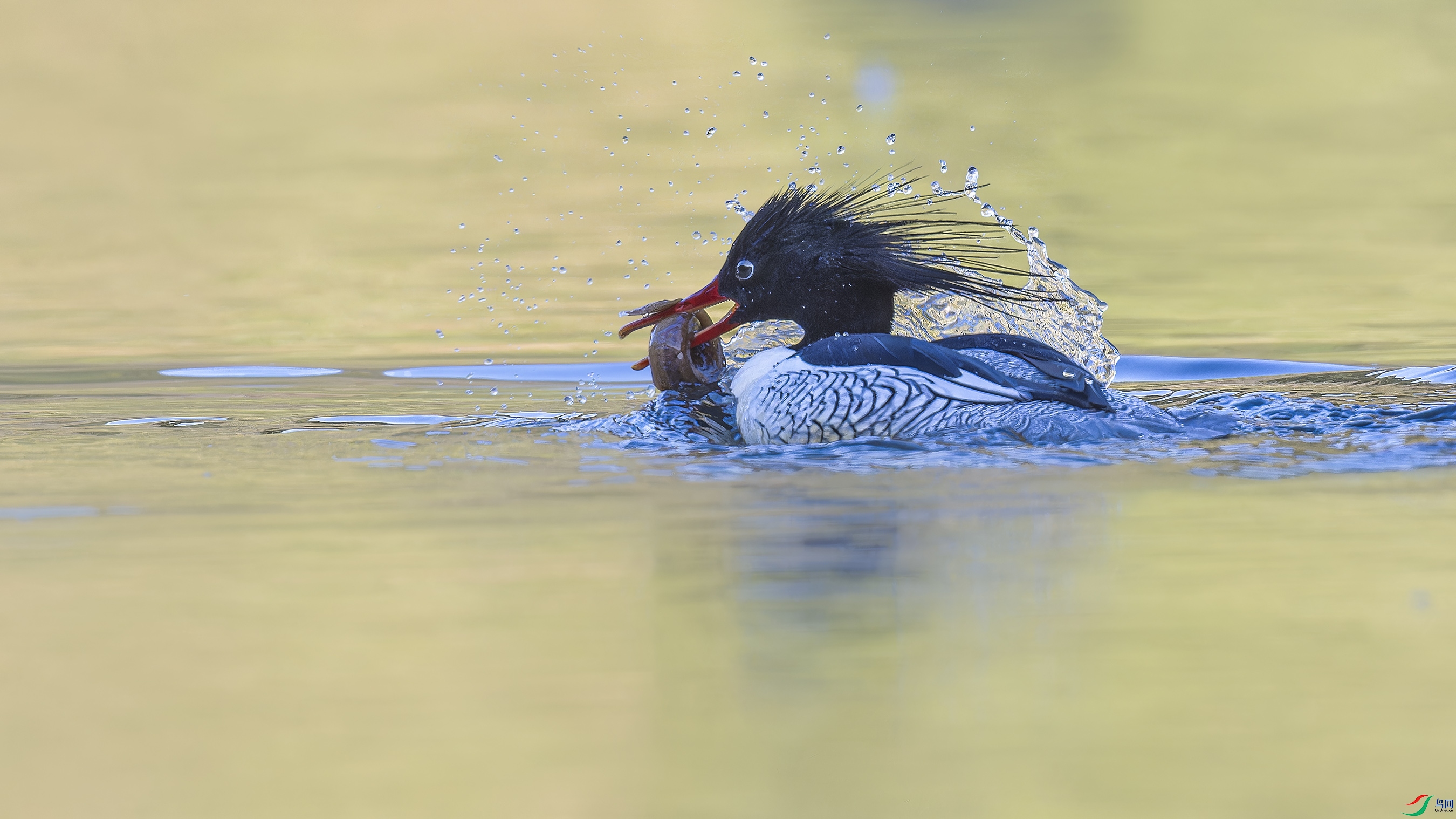 DSC_6746_DxO.jpg