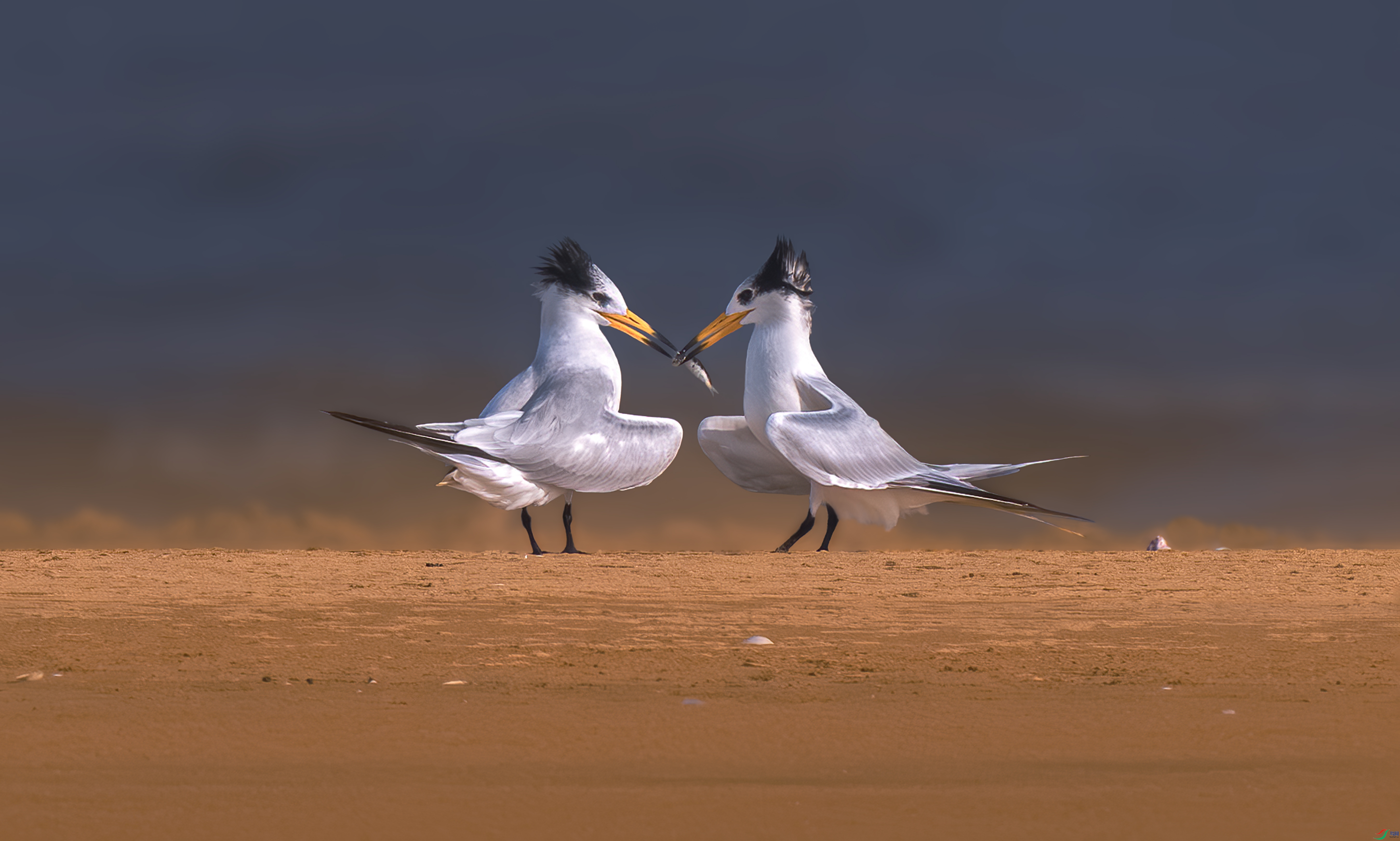 03-����ҫ��.jpg