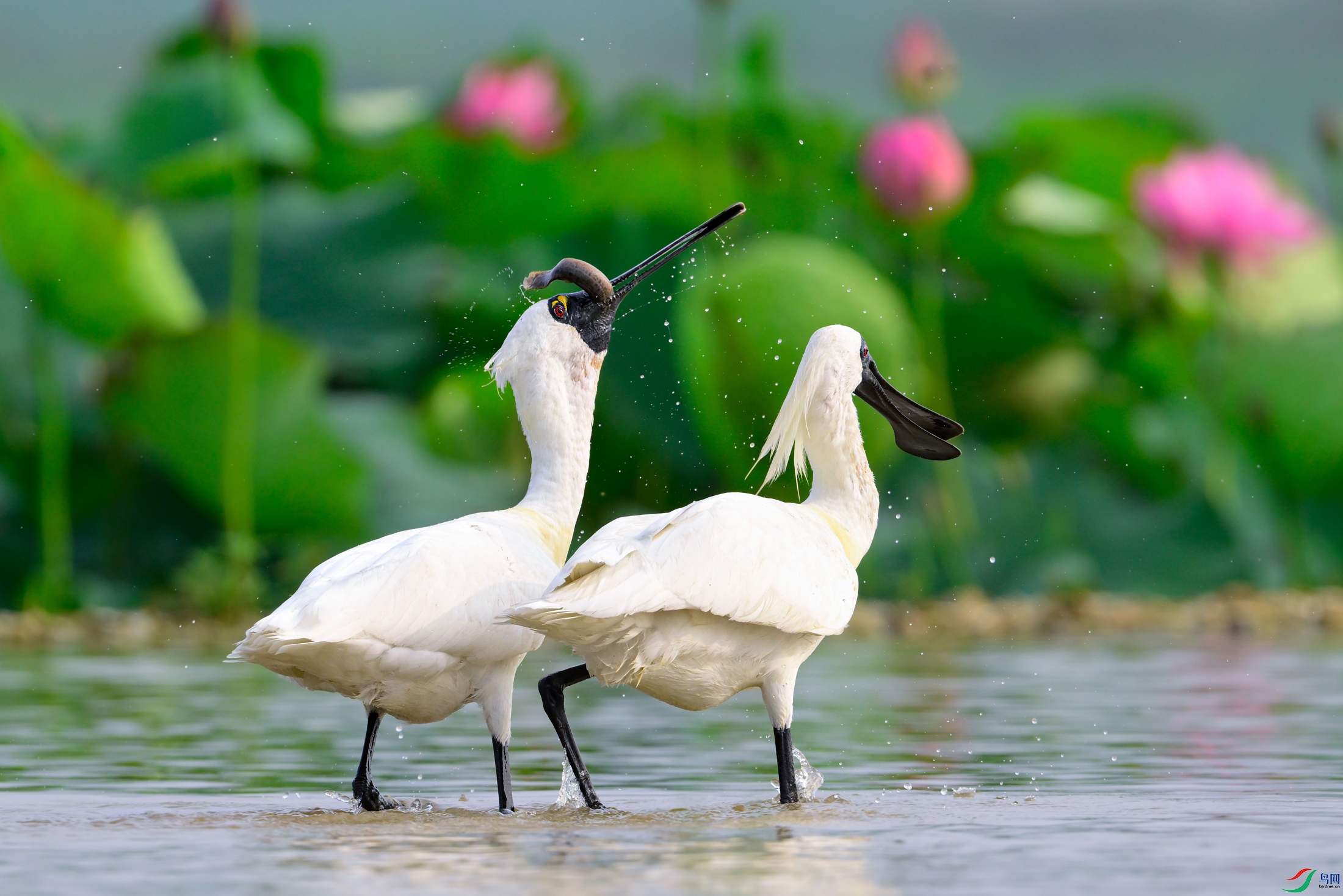 _DSC0085x.jpg