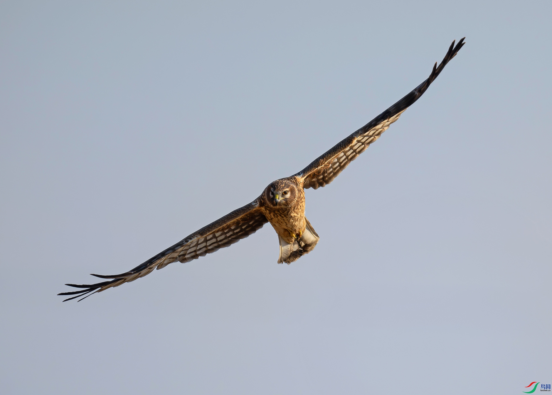 DSC_6904d.jpg