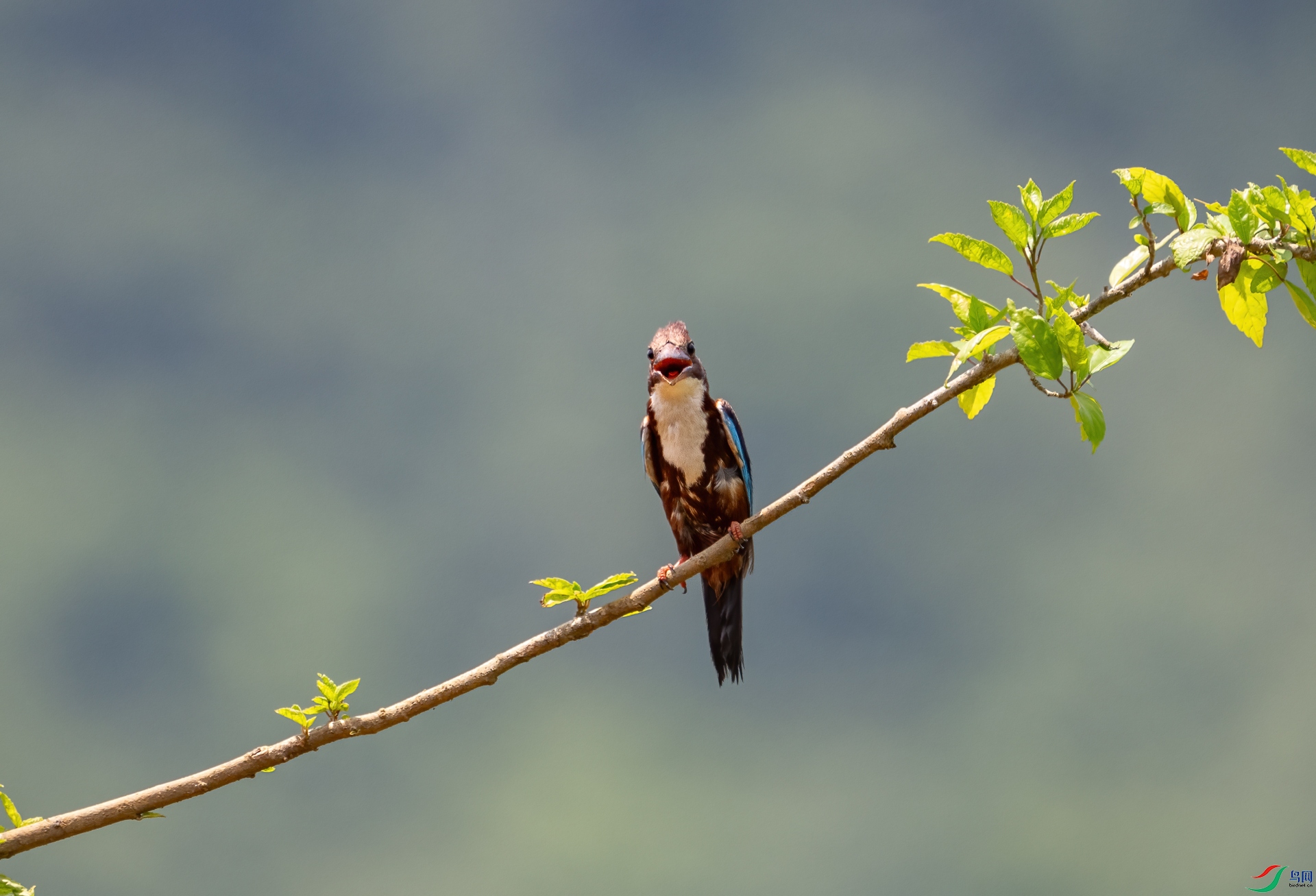 DSC_4644-1.jpg