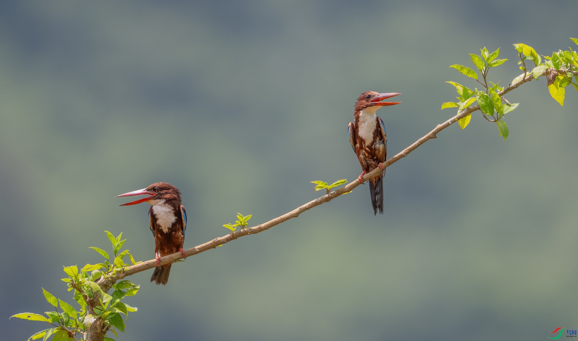 DSC_4672-1.jpg