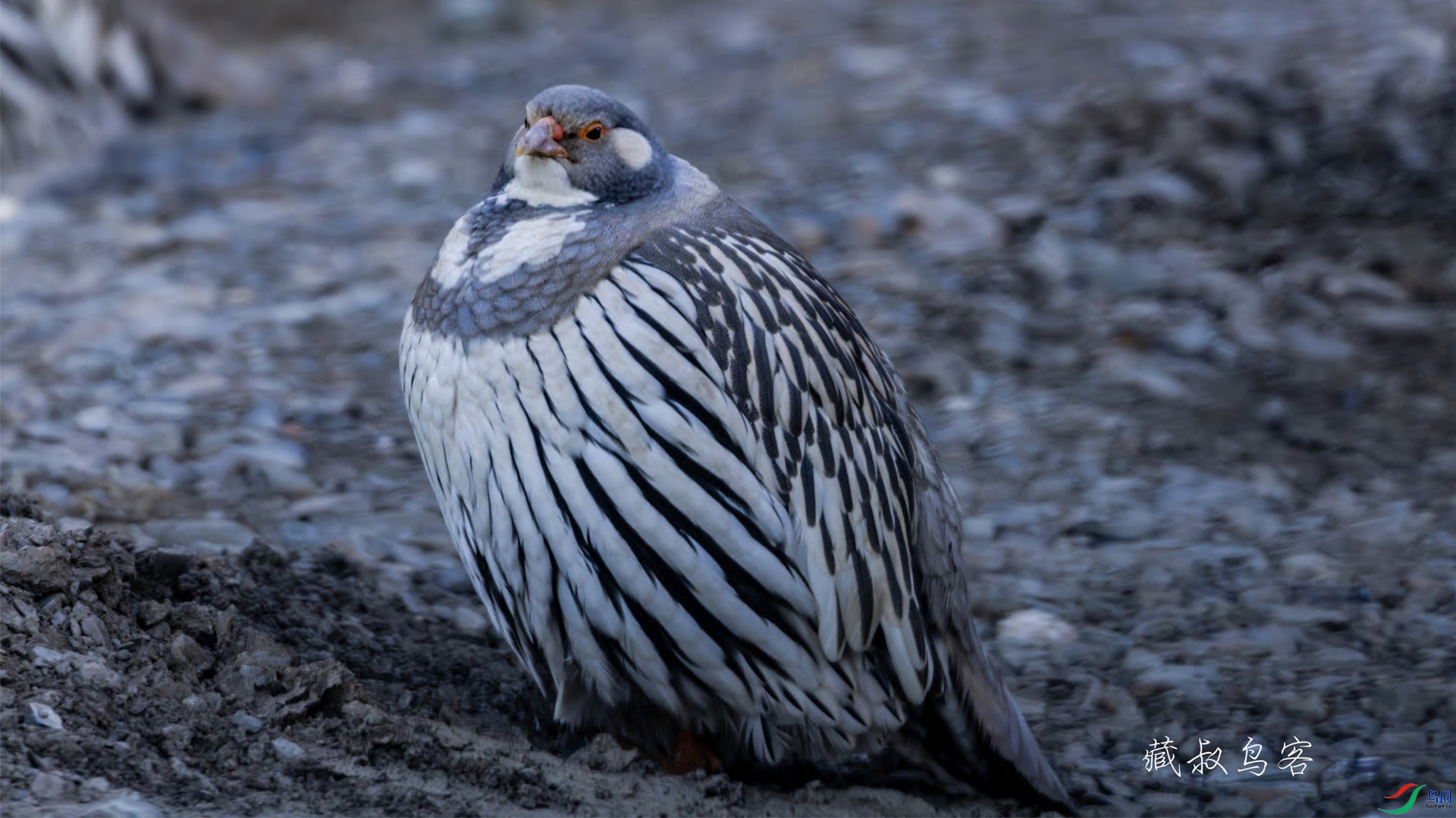 4K2A9181-��ѩ�� 111 .jpg