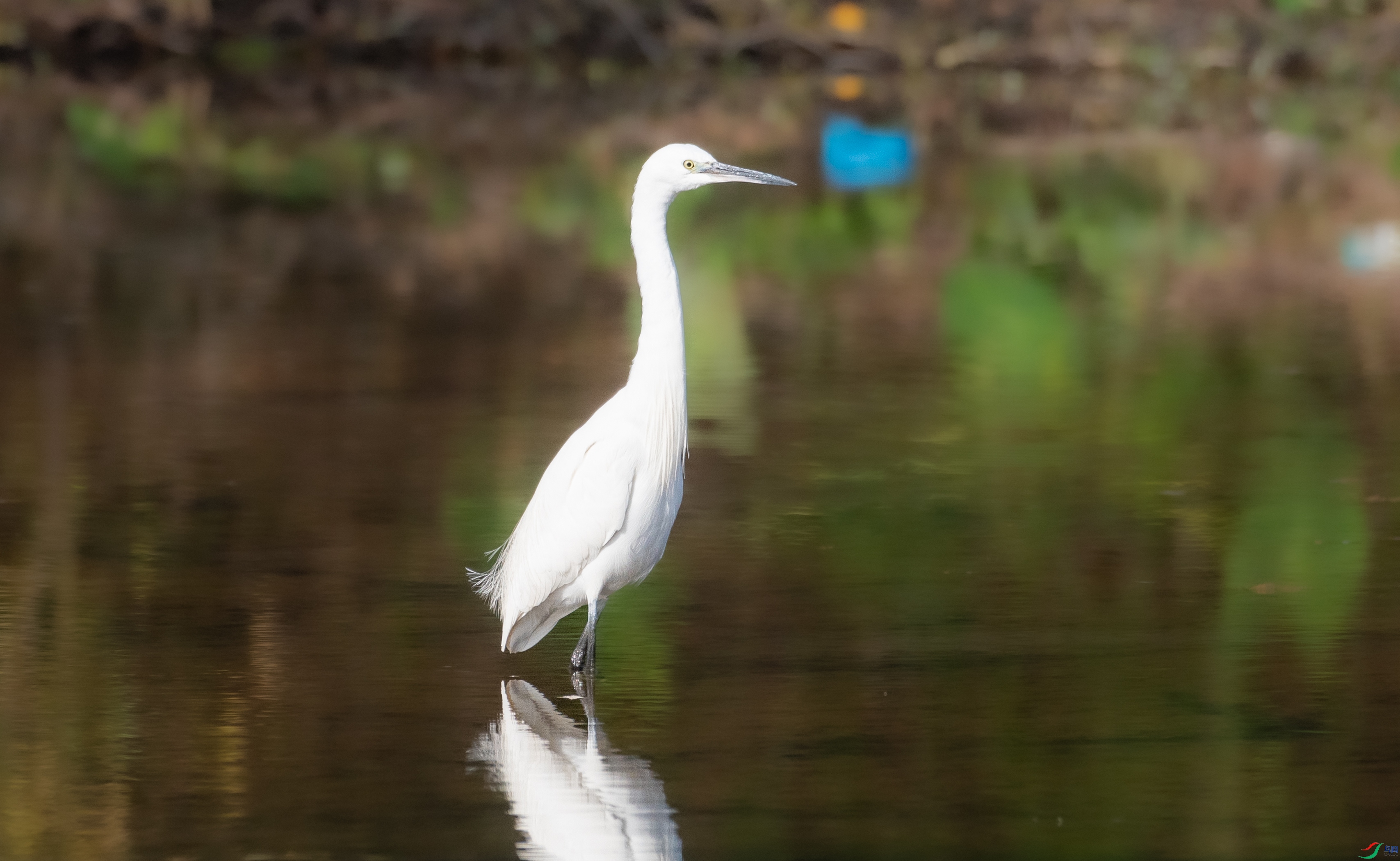 DSC_2594.jpg