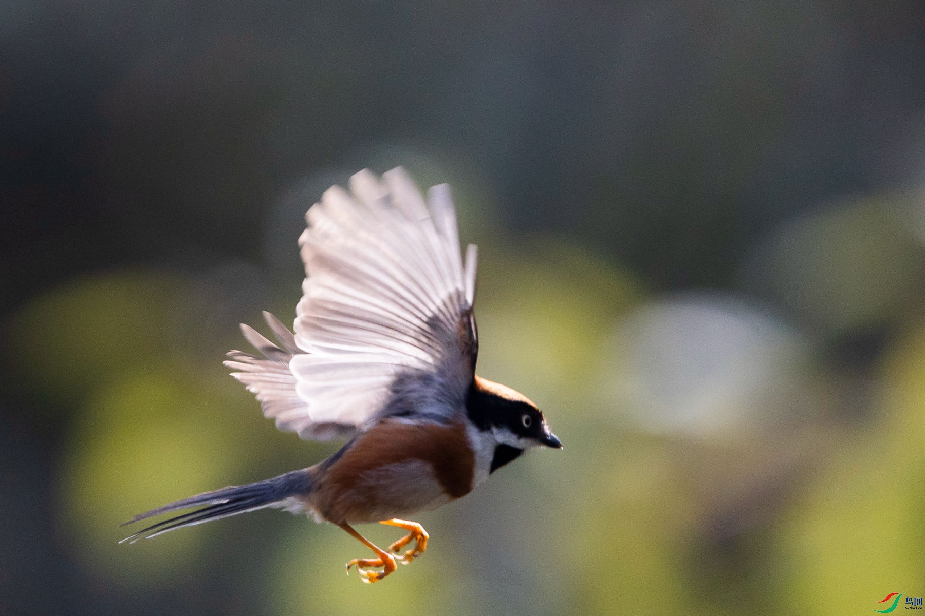 ��ͷ��βɽȸ