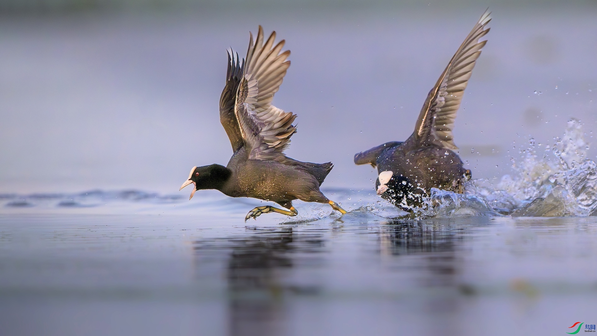 1_XXL7132-����ǿ-NR ����.jpeg