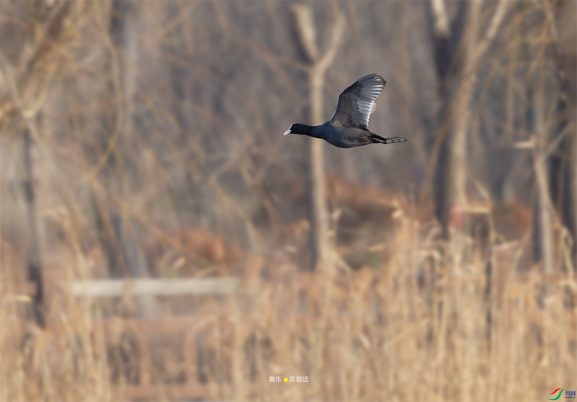 _DSC3189-NEF_DxOС.jpg