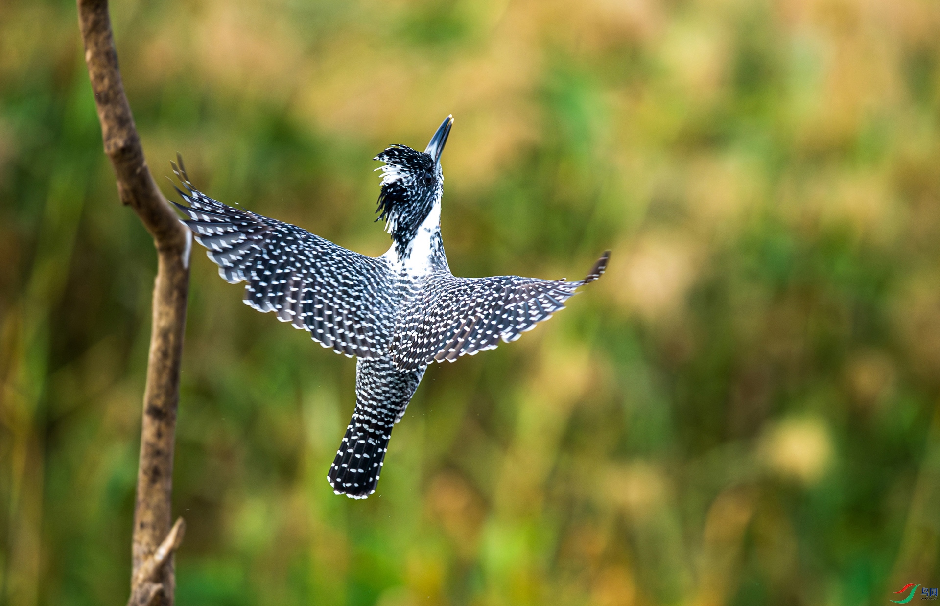 DSC_5236-����ǿ-NR.jpg