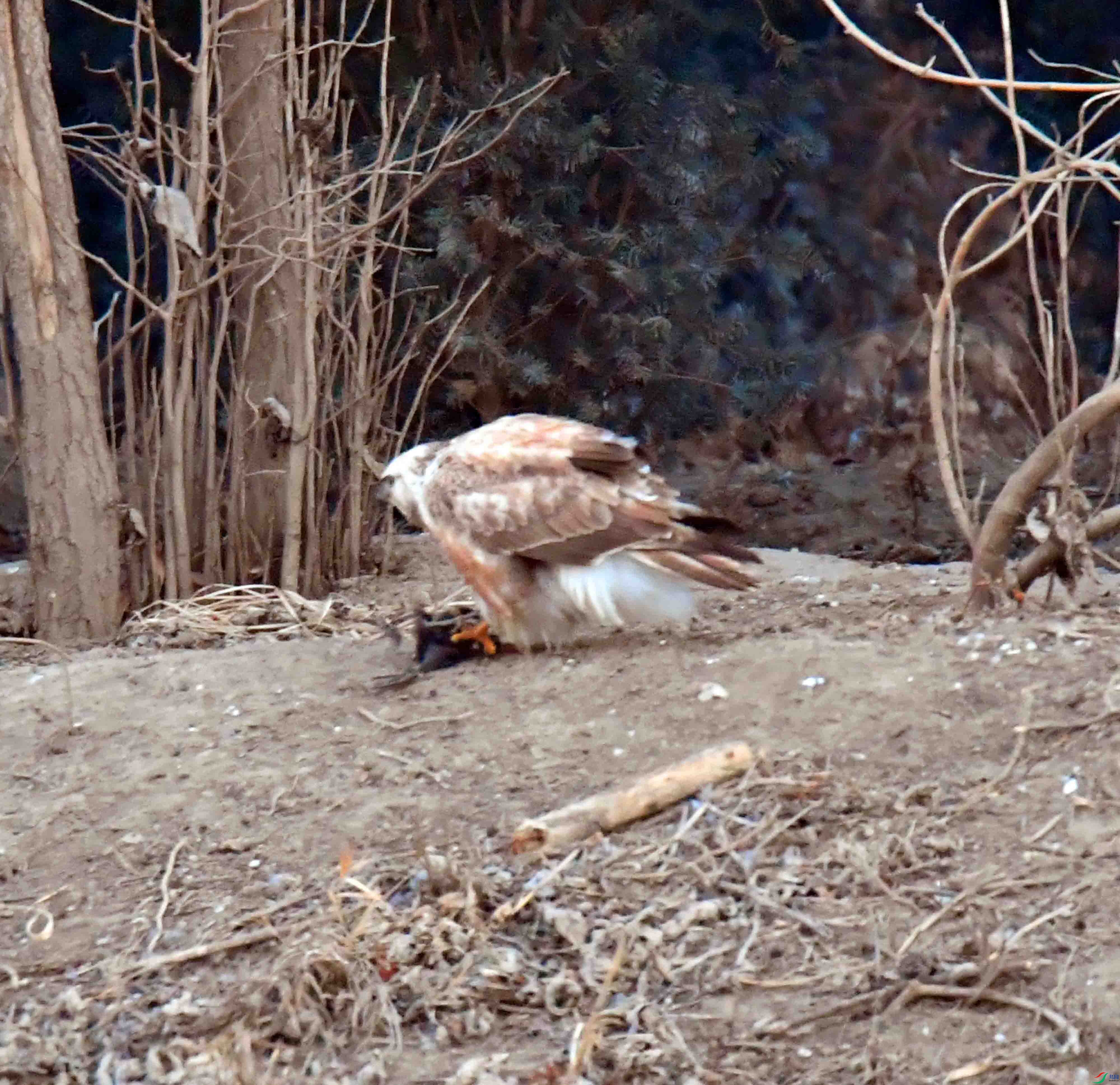 DSC_7417.JPG