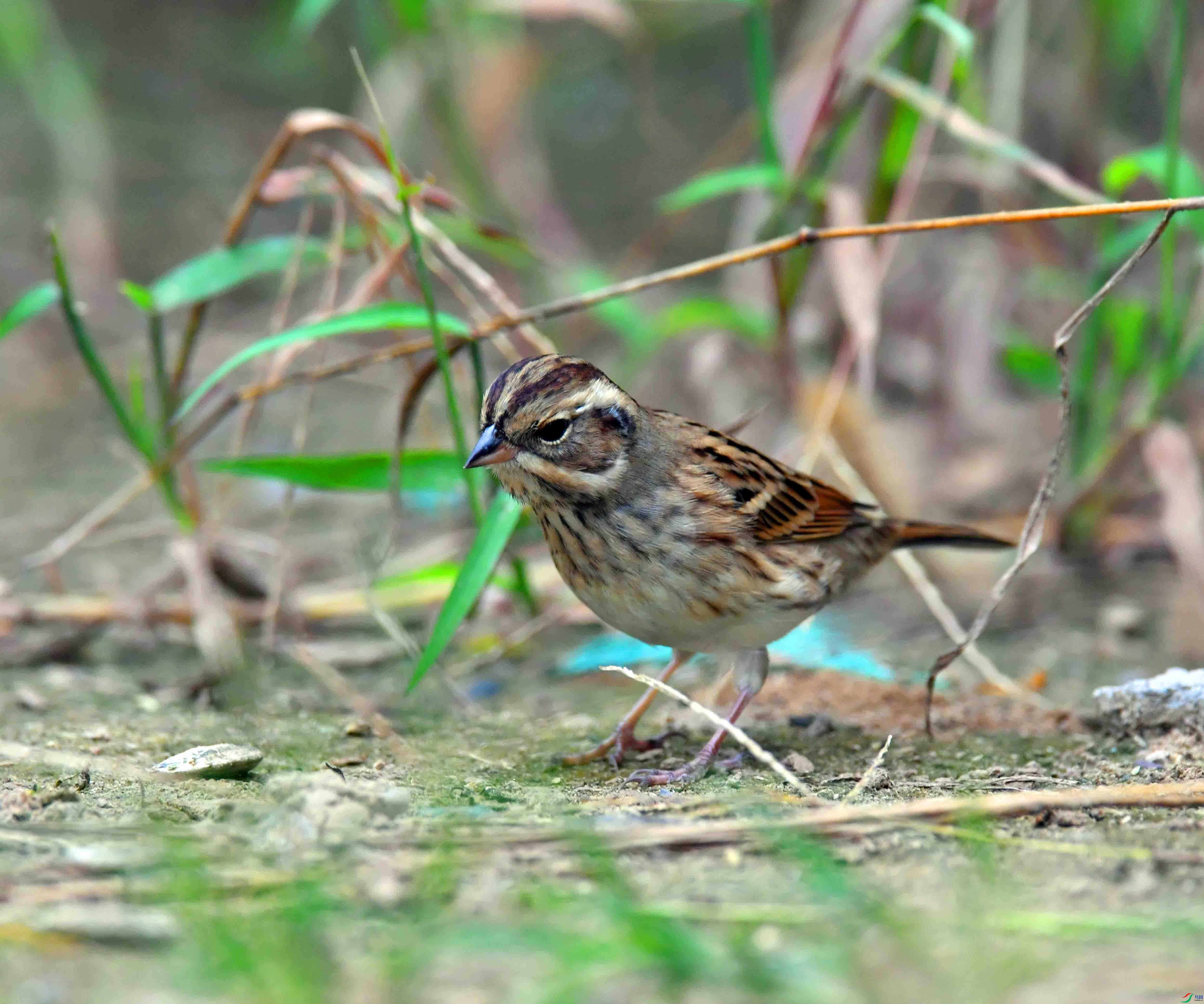 DSC_2799.JPG
