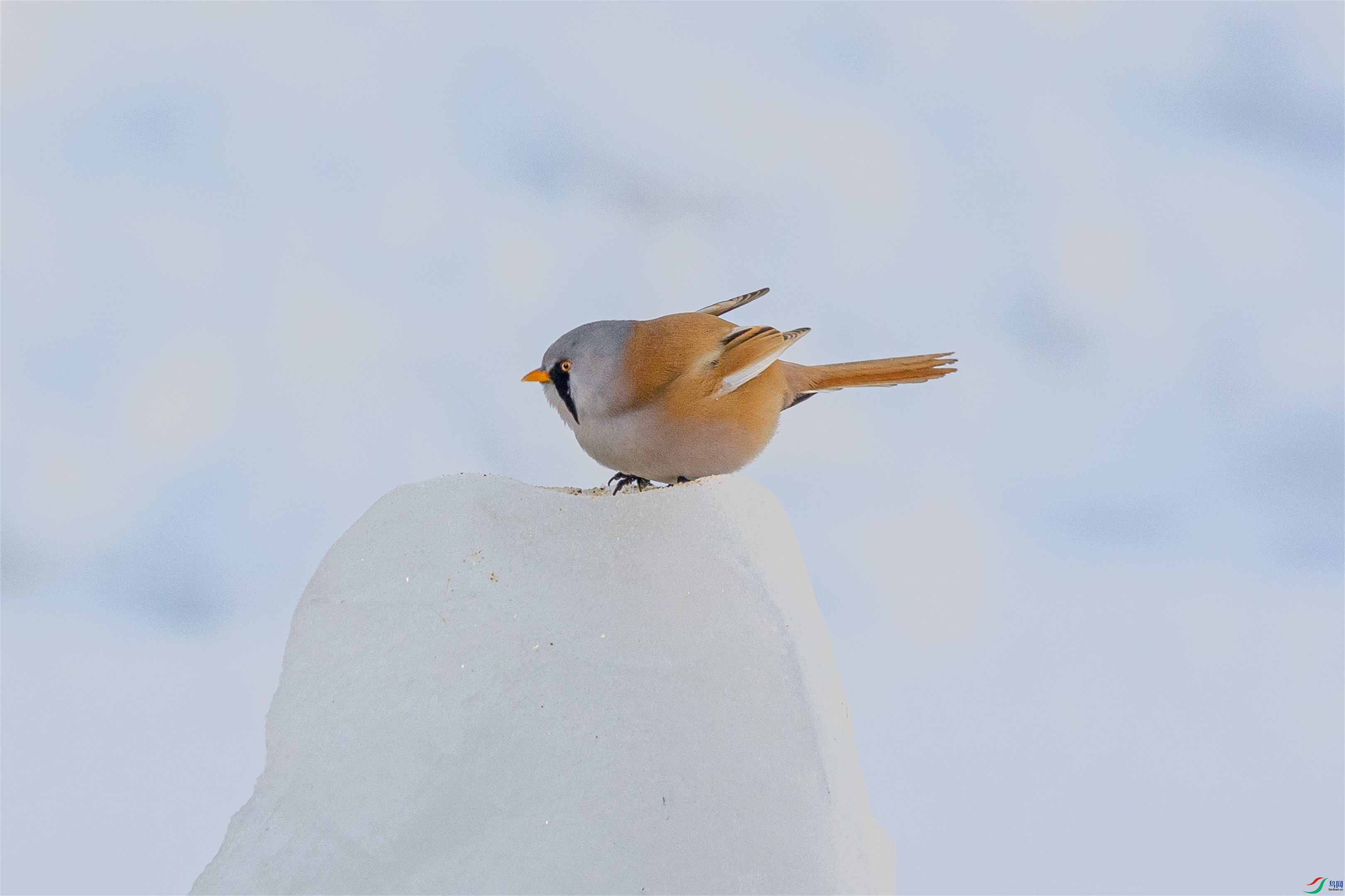 1K3A0393 ����1.jpg