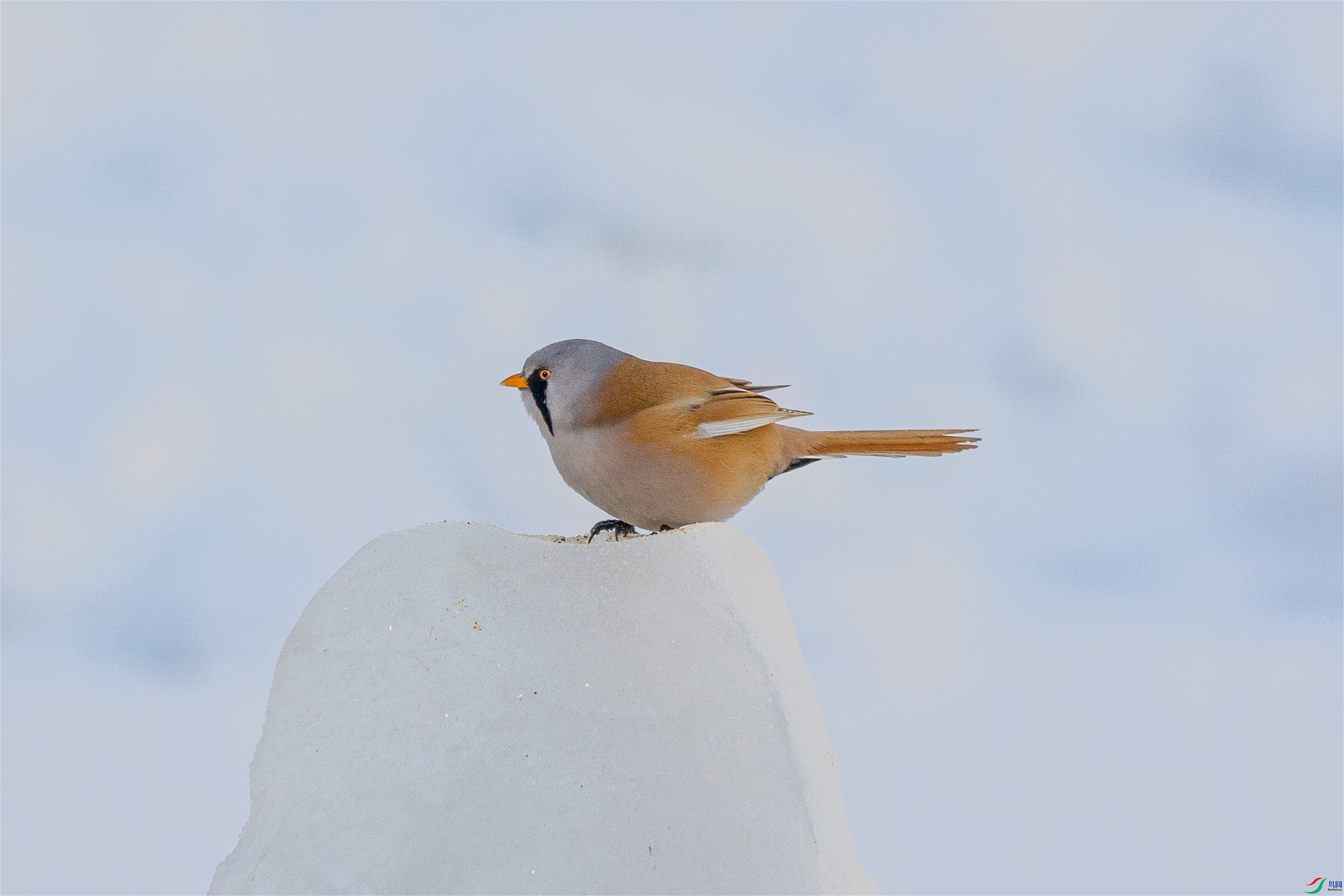 1K3A0394 ����1.jpg