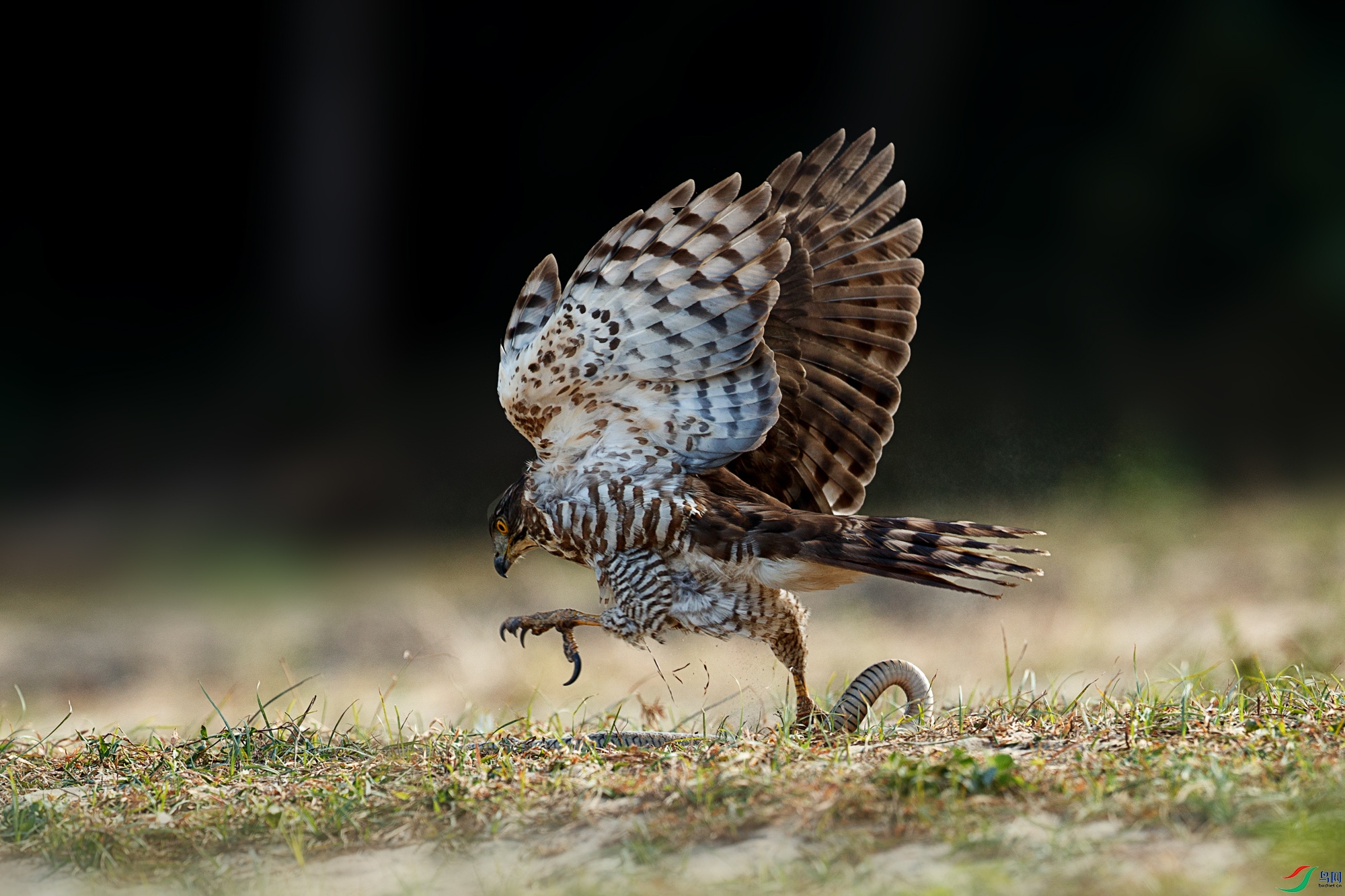 AQ9I2072 ����_1.jpg