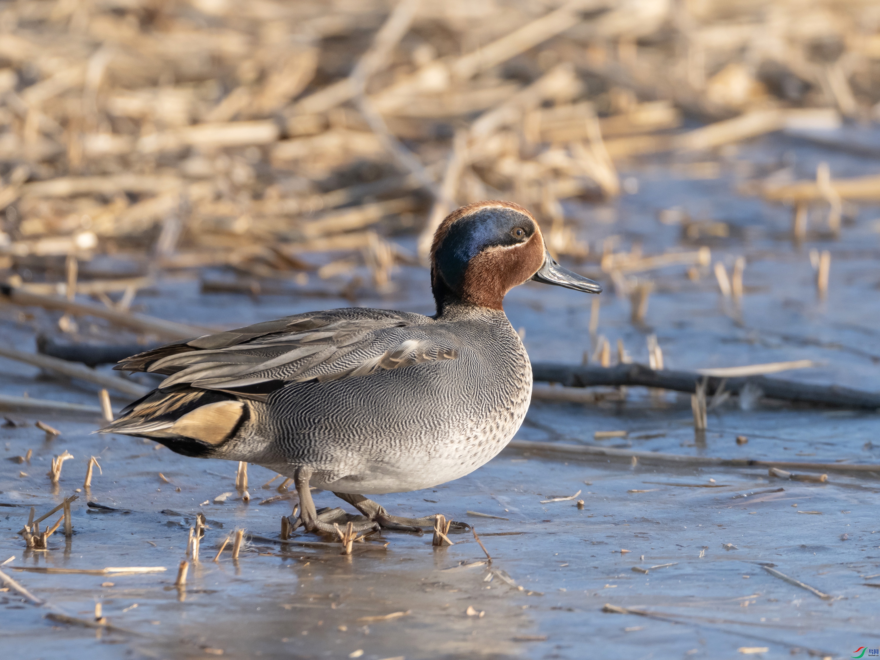 DSCF1383 ����.jpg