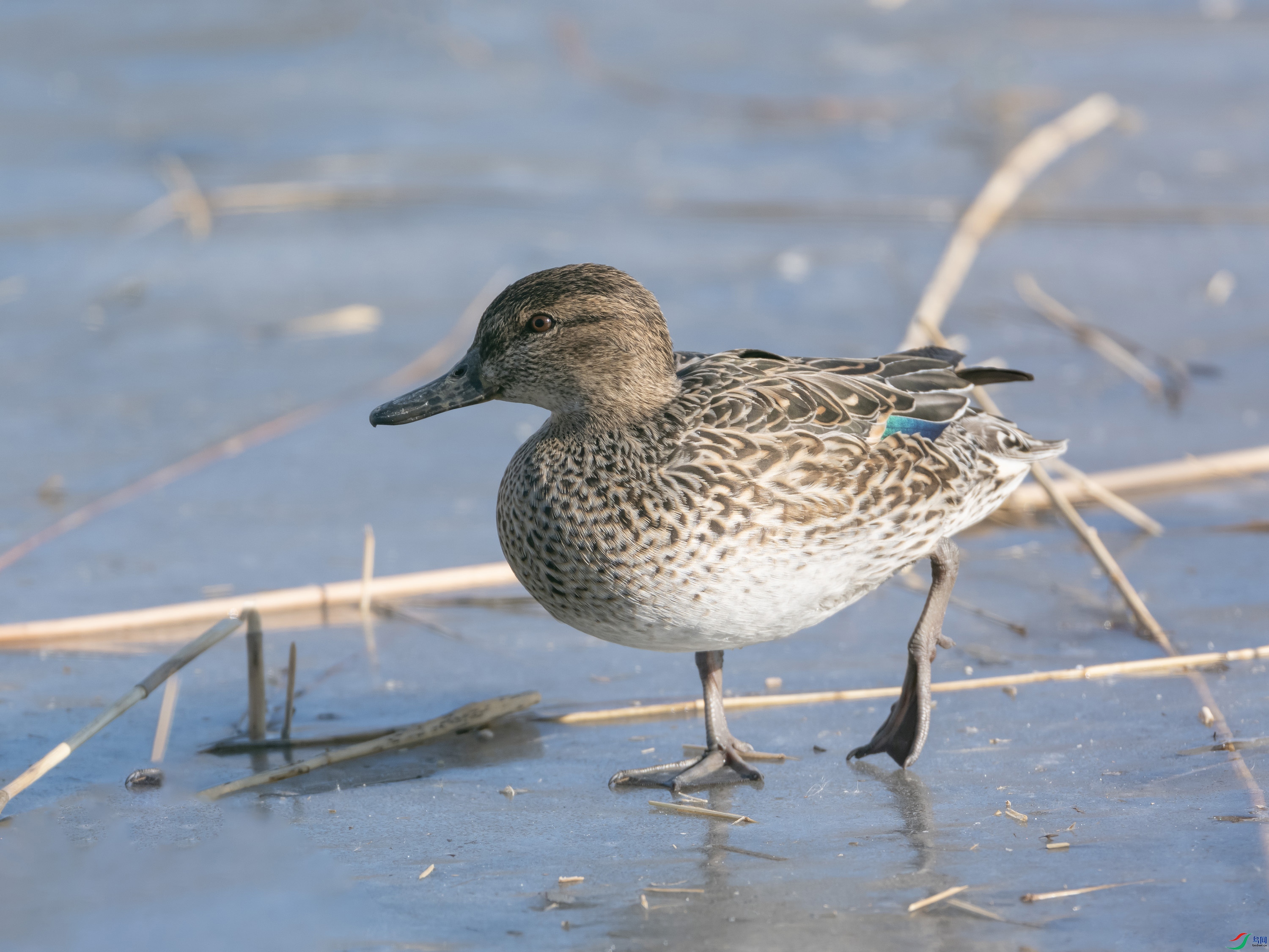 DSCF0830 ����.jpg