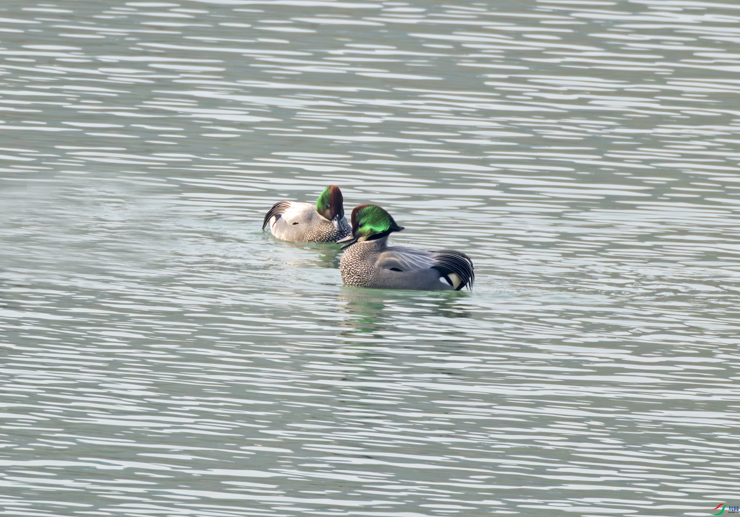 2I1A0080-����ǿ-NR ����-1.jpg