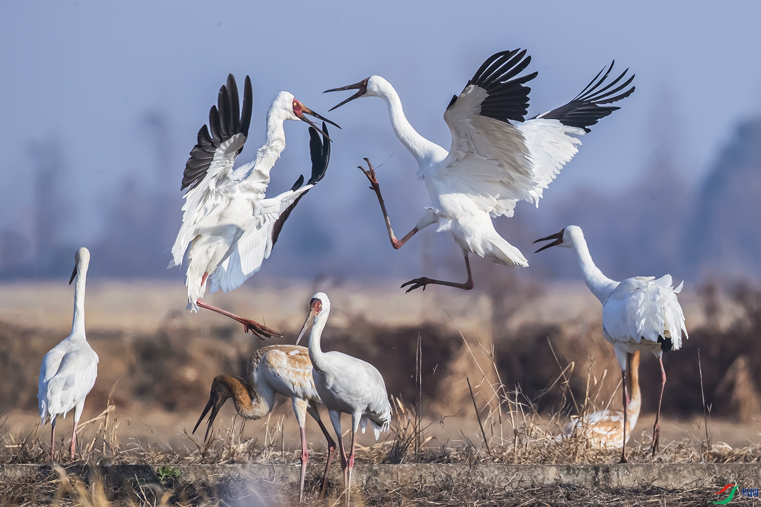 �׺�����