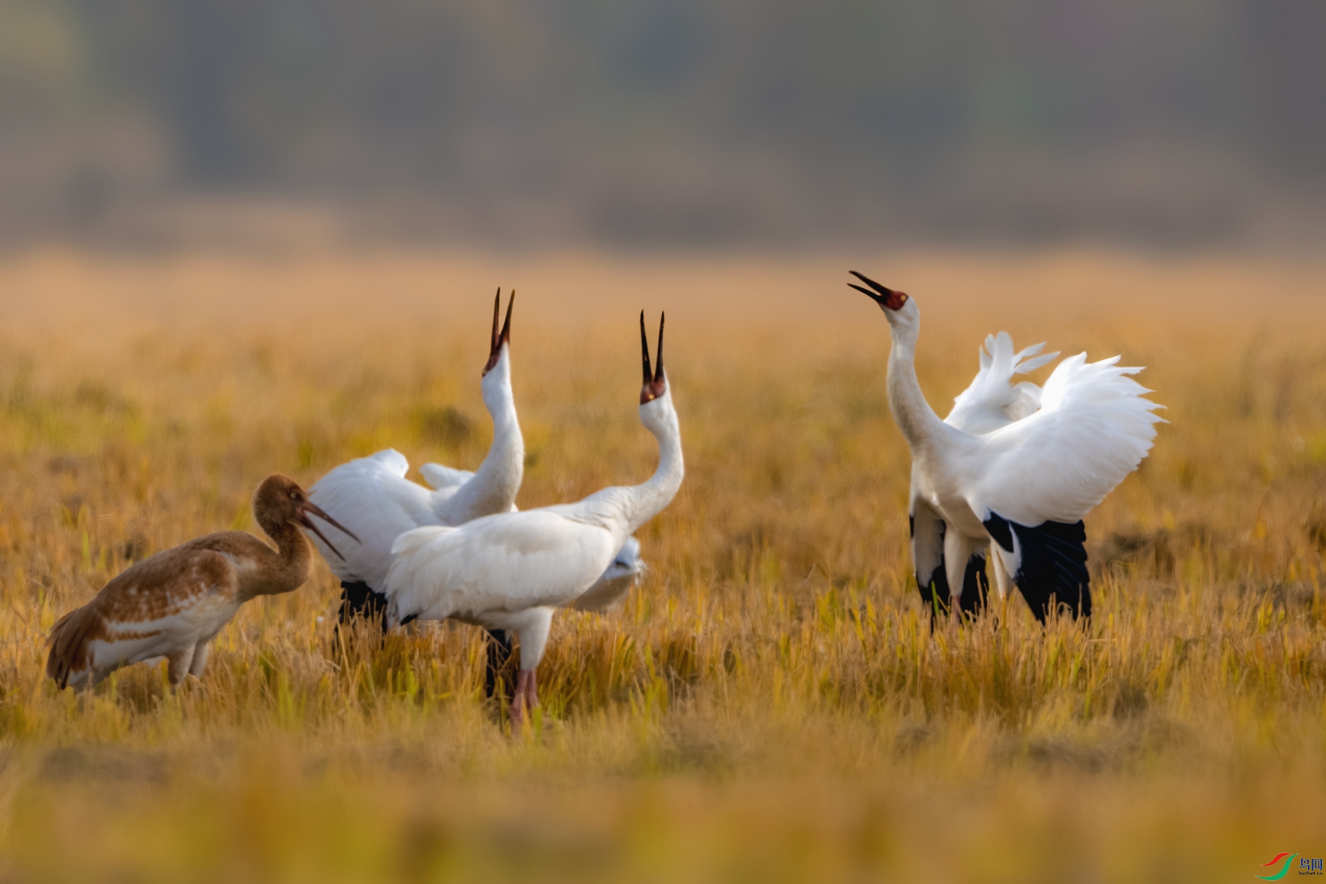 _DSC5983-����ǿ-NR ����_1.jpg