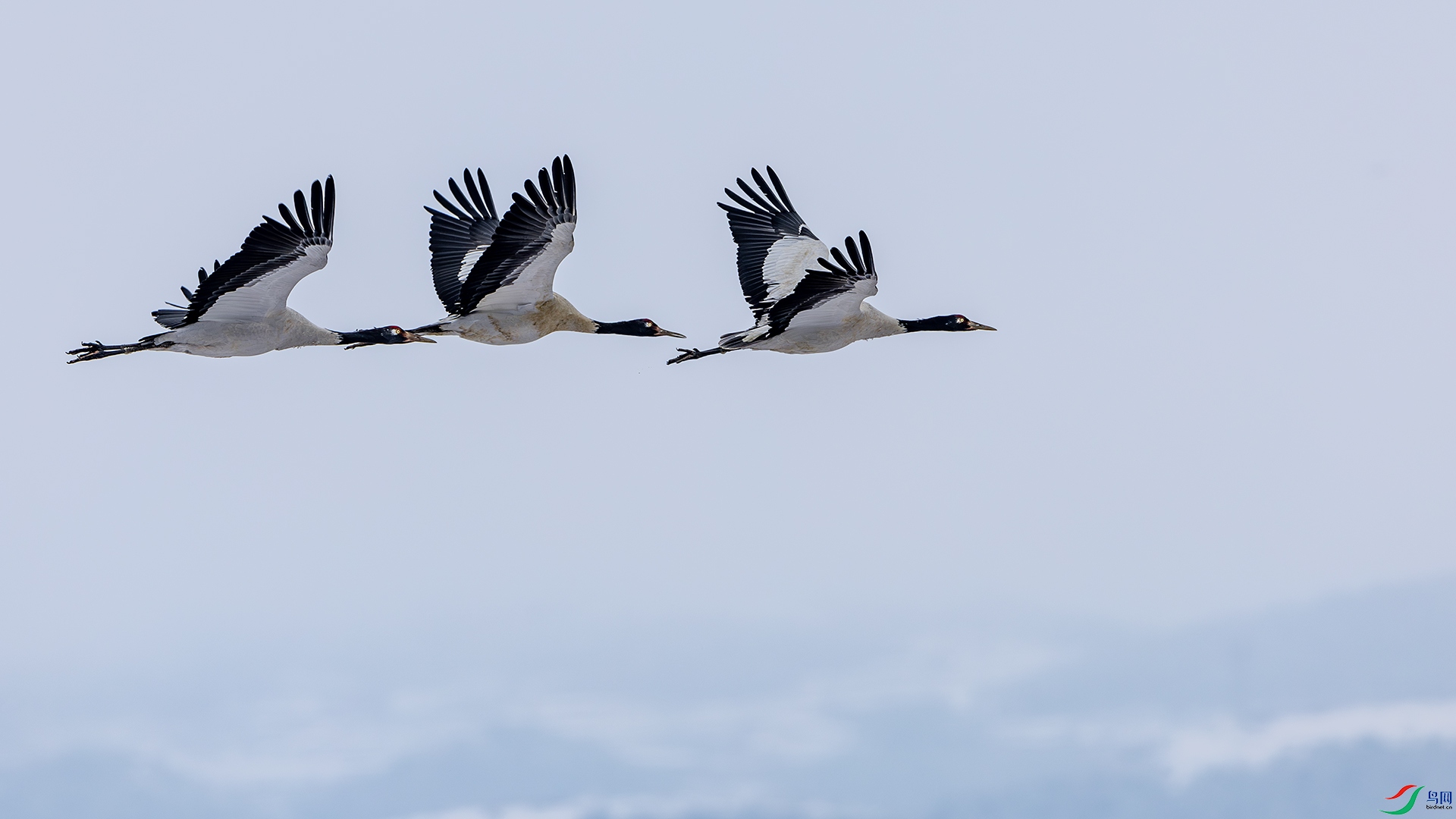 1I9A8164-1ab.jpg