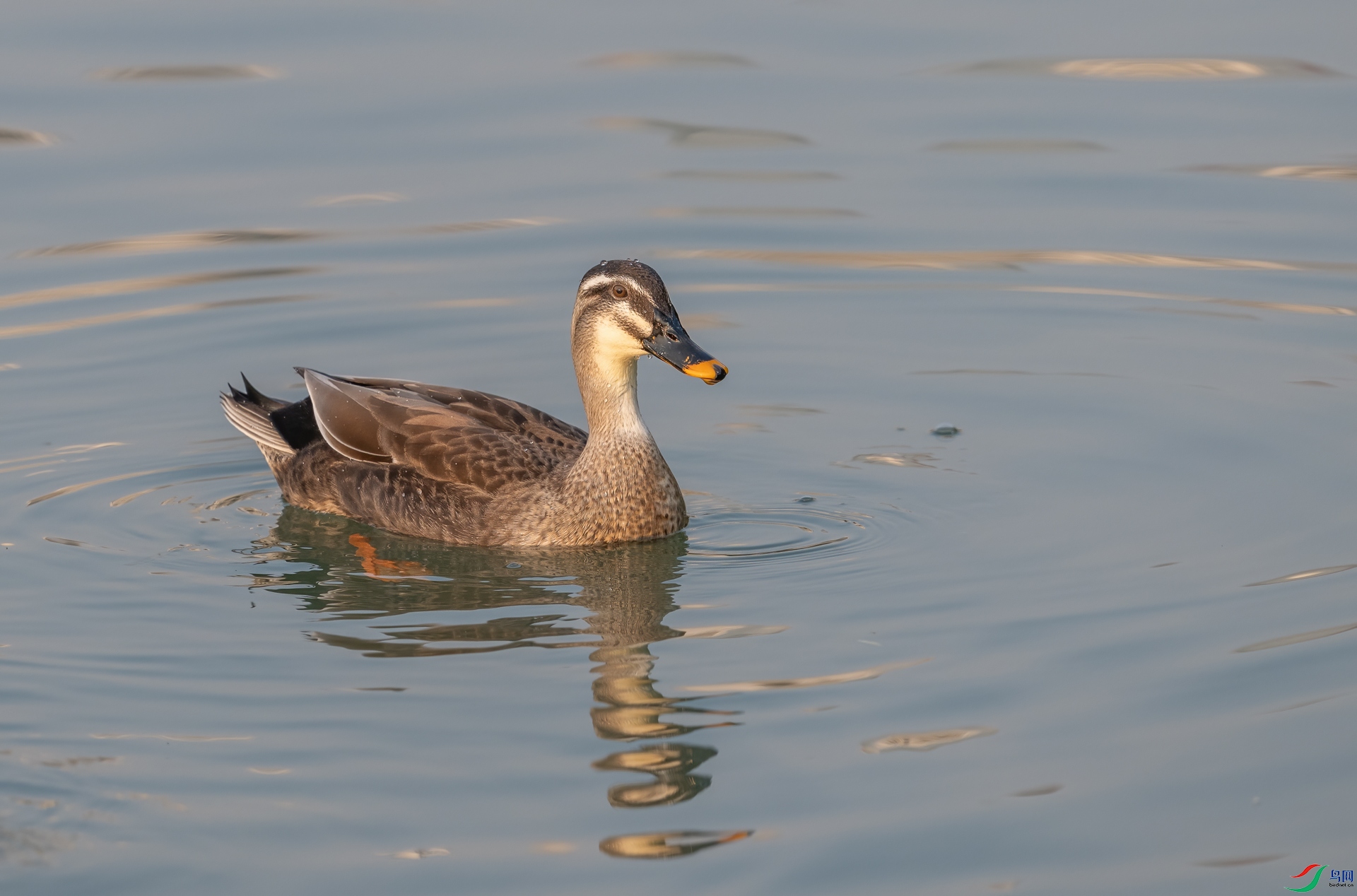 DSC_3229-1.jpg