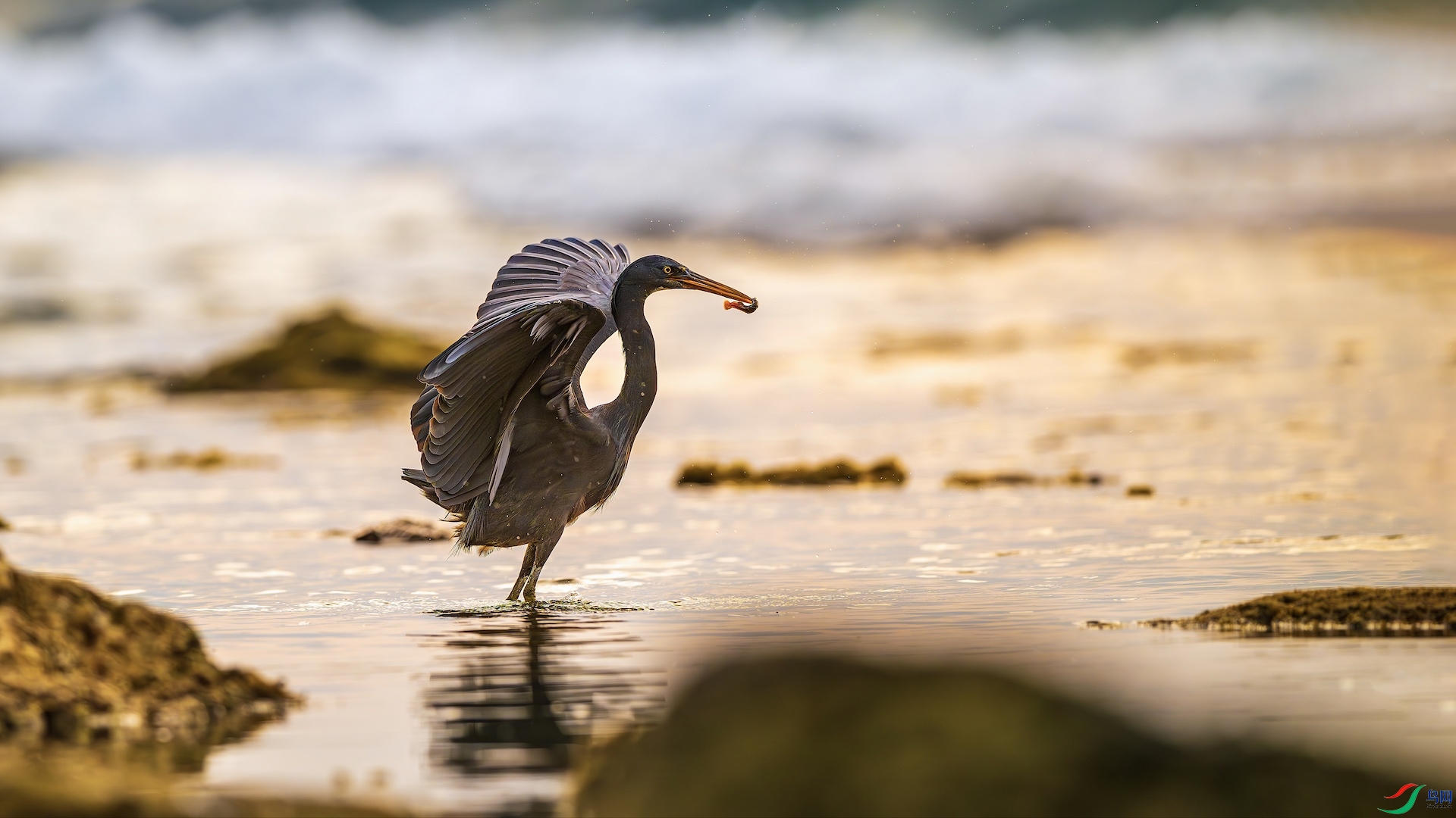 1_XXL8952-����ǿ-NR ����.jpeg