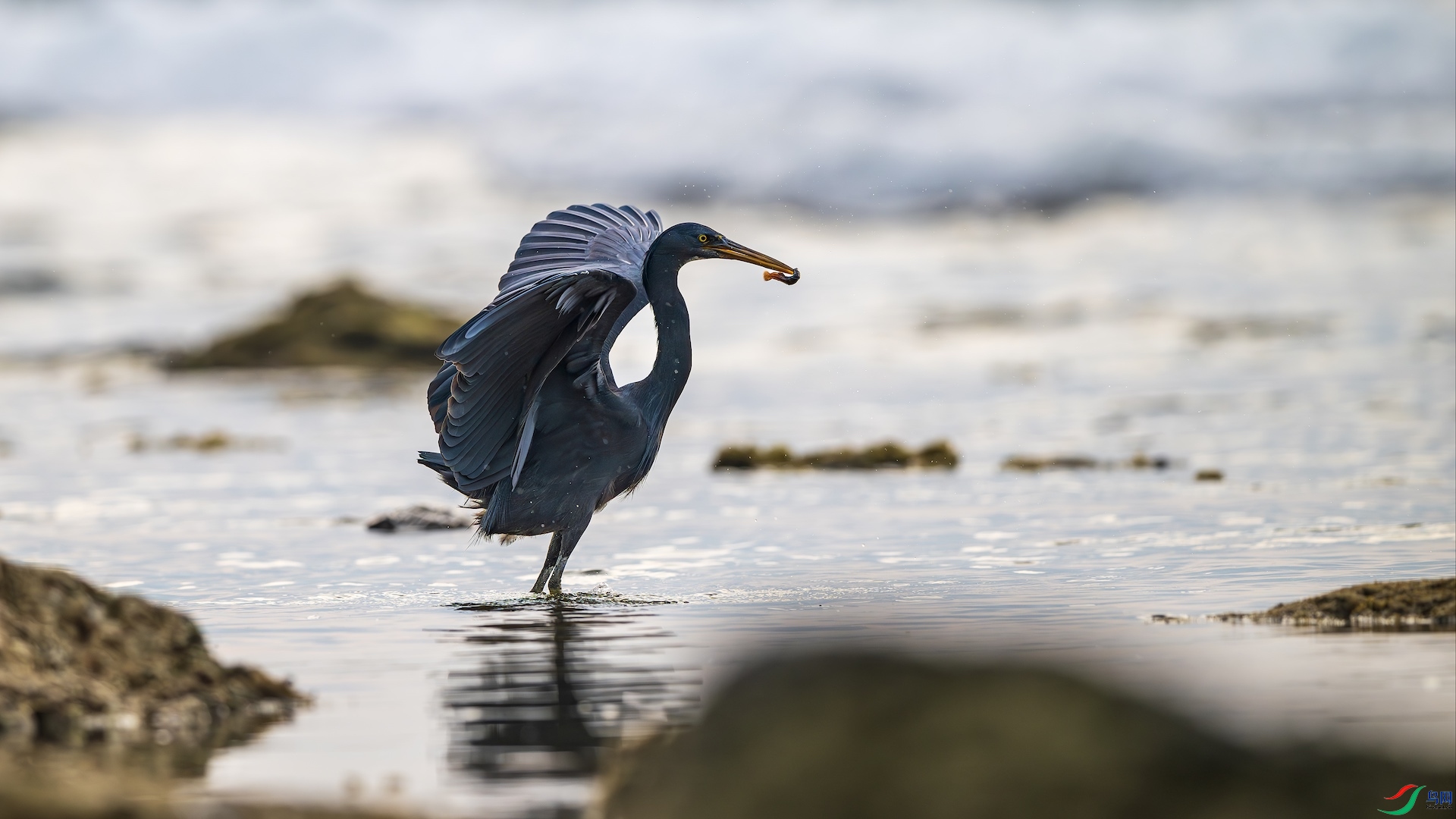 1_XXL8952-����ǿ-NR ����.jpg113.jpeg