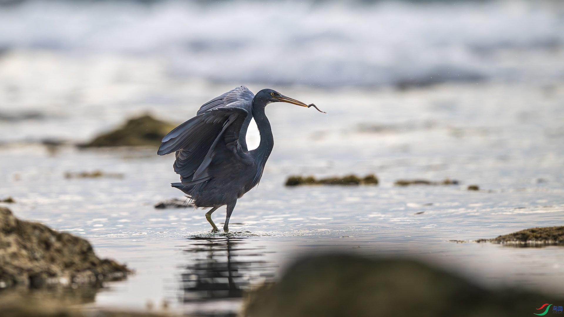 1_XXL8954-����ǿ-NR ����.jpeg