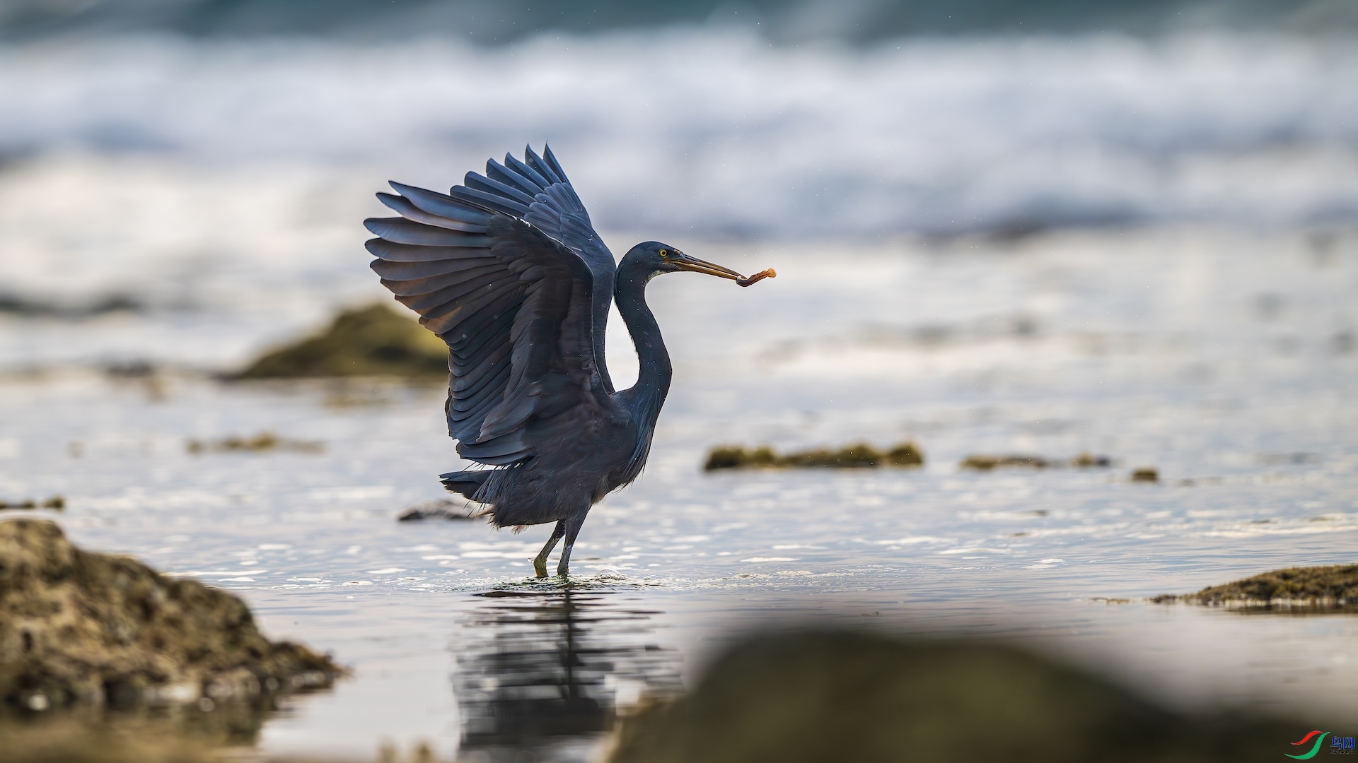 1_XXL8955-����ǿ-NR ����.jpeg