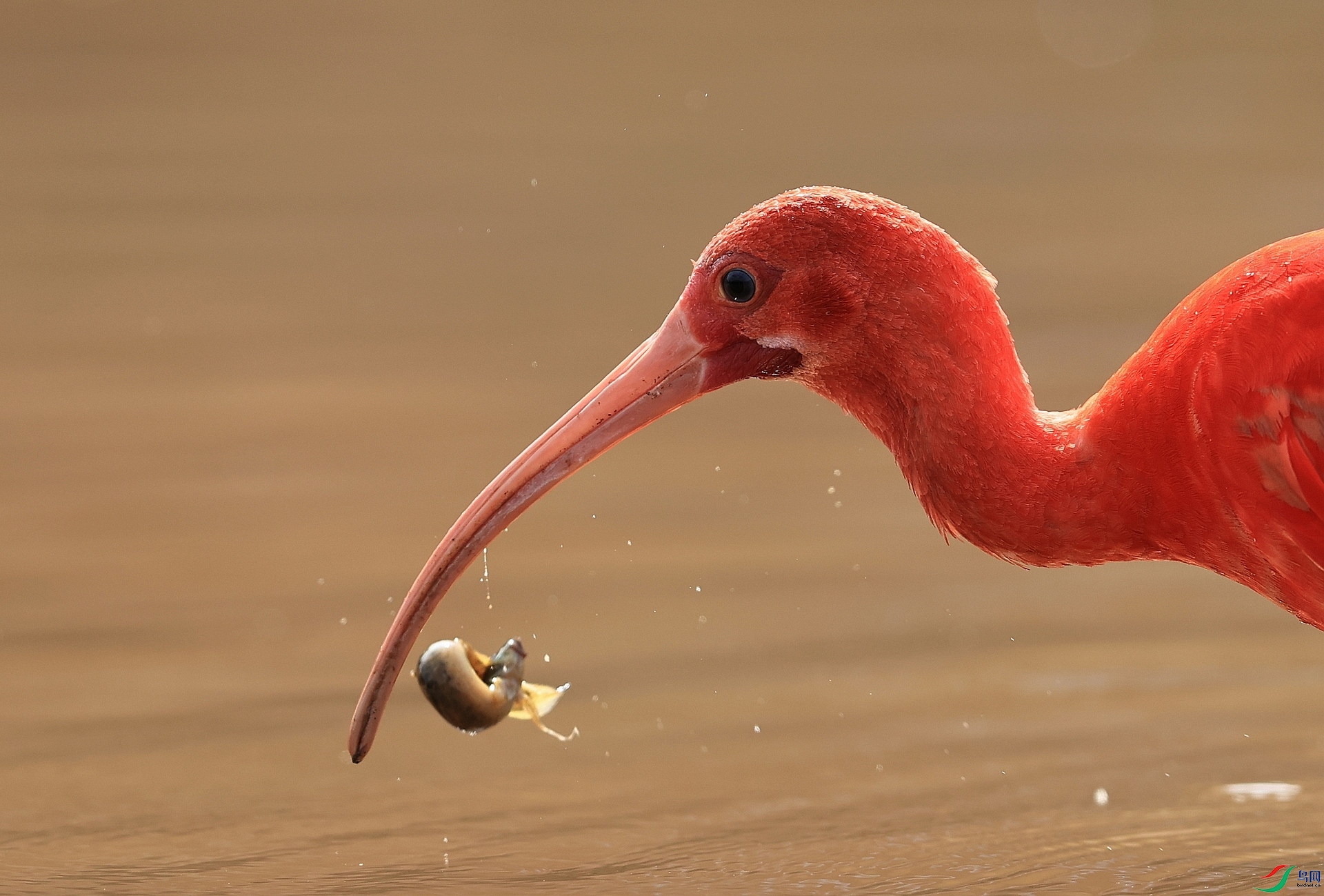 ����AK1I1937�� ����������.JPG