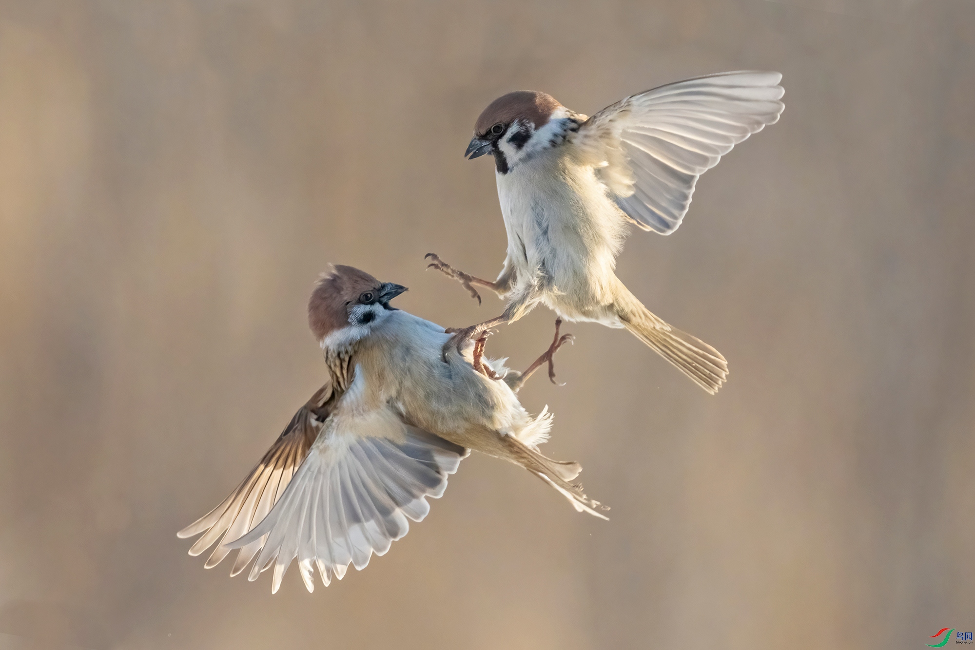DSC_4762 V2.jpg