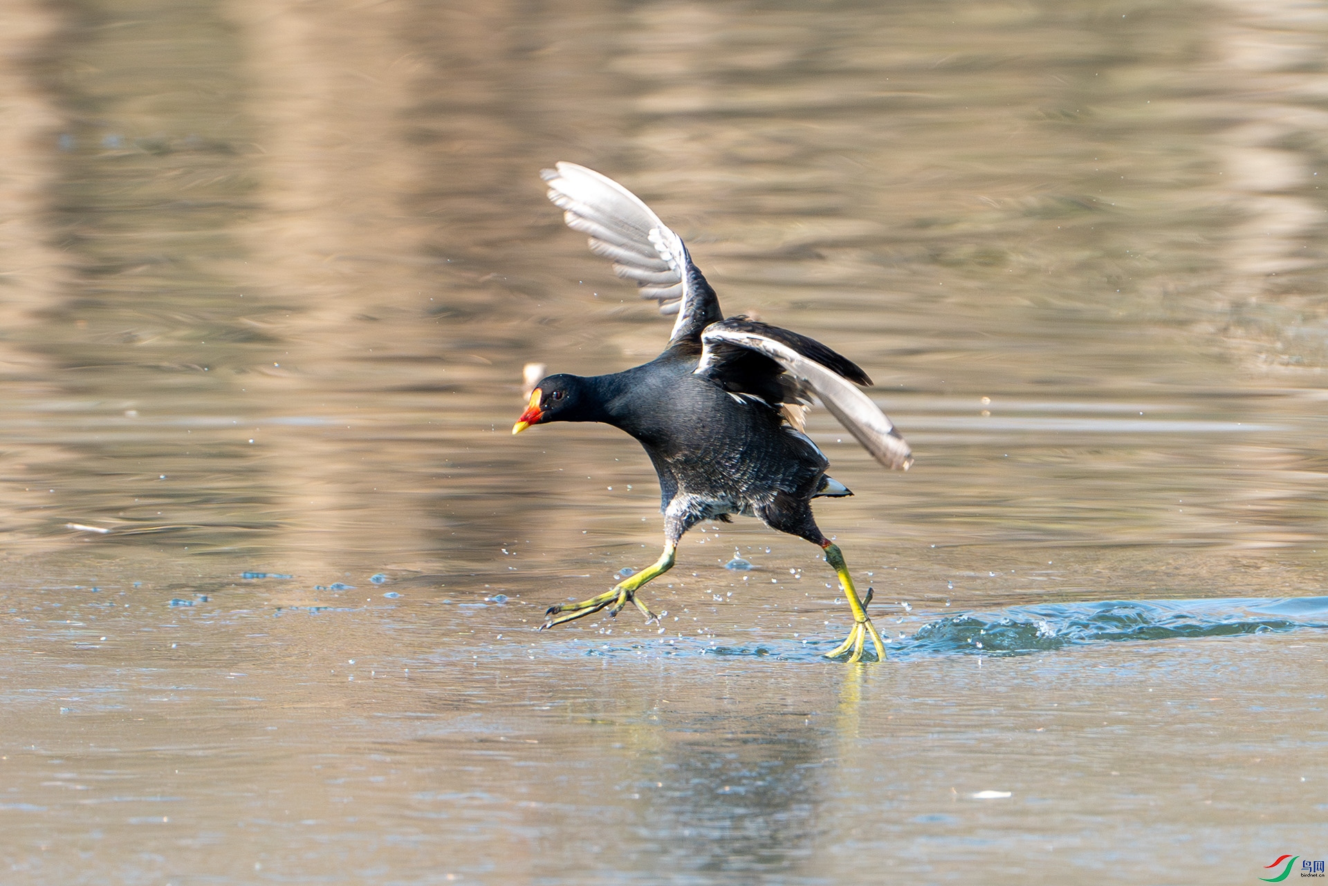 DSC05249-����ǿ-NR ����.jpg