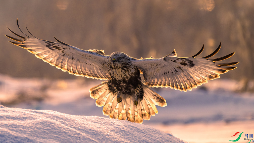 �ɸ��� ë������ٻ���Ӱʦ�����