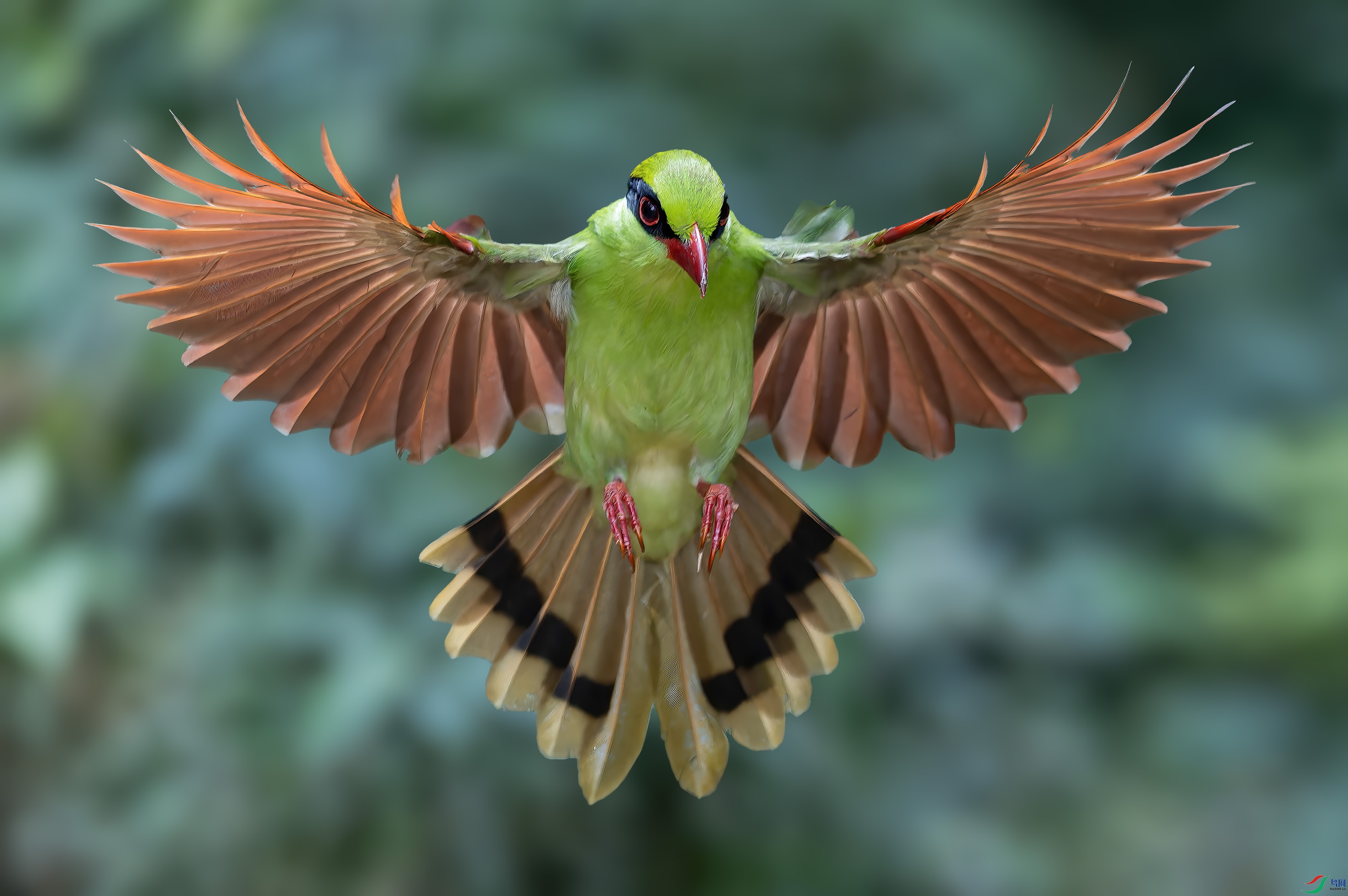 ������ȵ