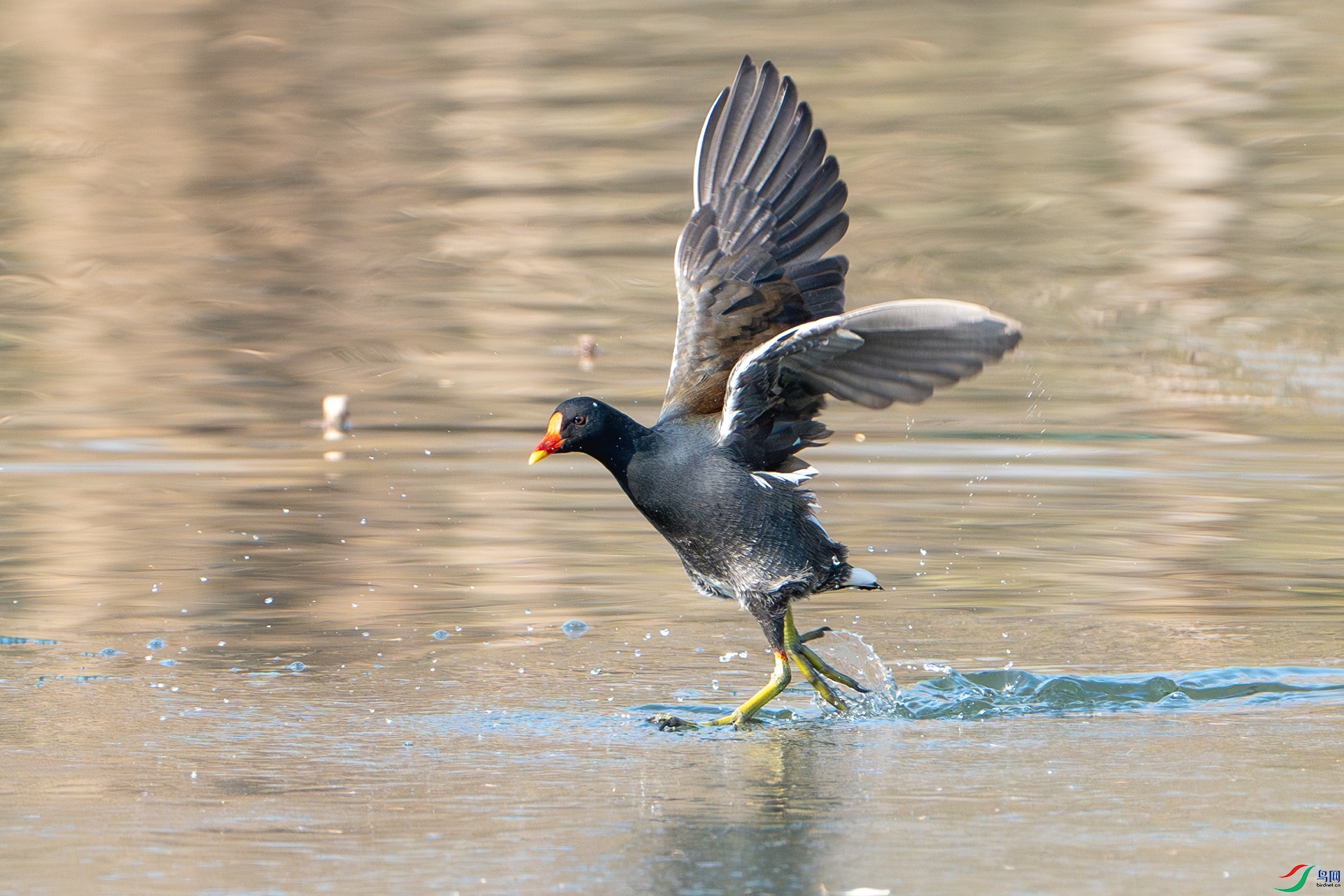 DSC05248-����ǿ-NR ����.jpg