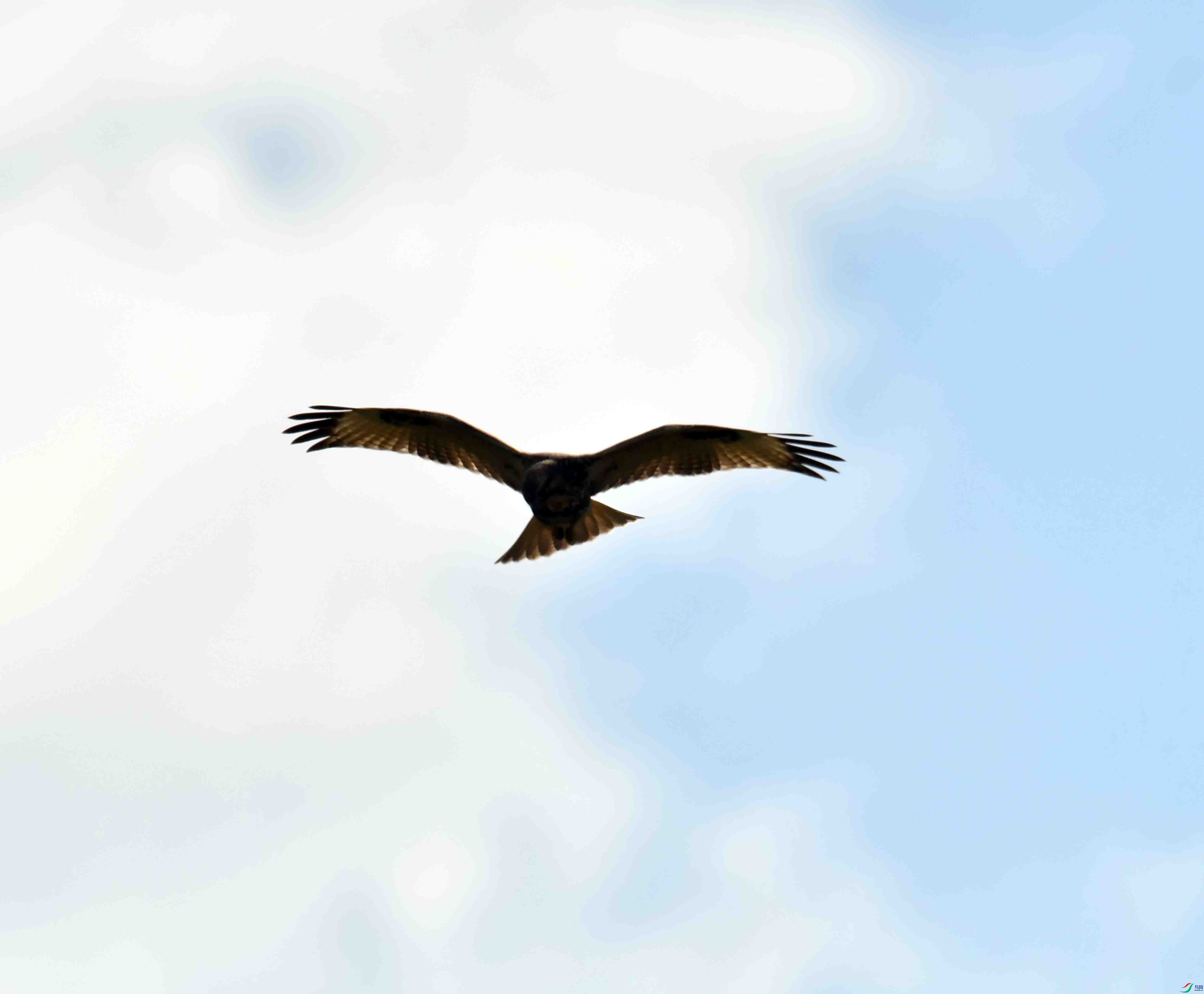 DSC_9096.JPG