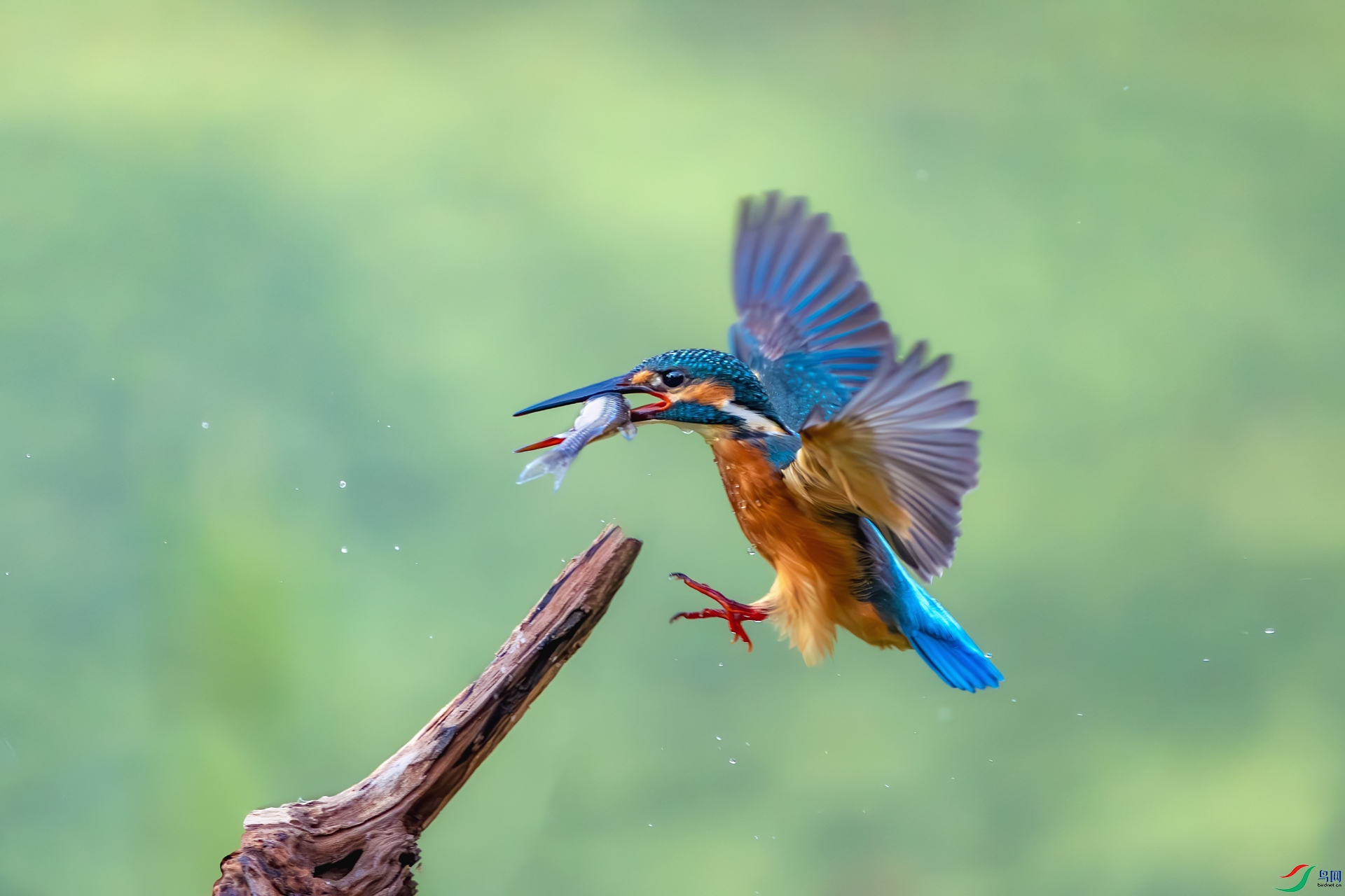 _DSC0558-����ǿ-NR ����.jpg