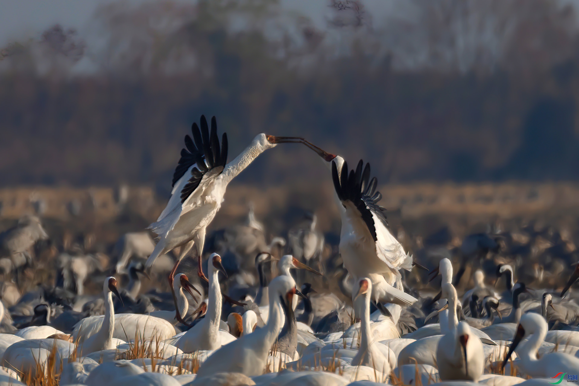 _60A0379 ����-Sh---1 .jpg