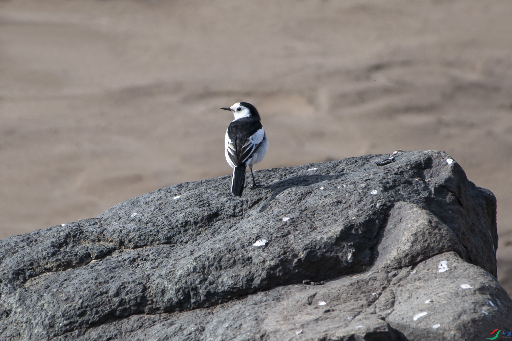 DSC_0796.jpg