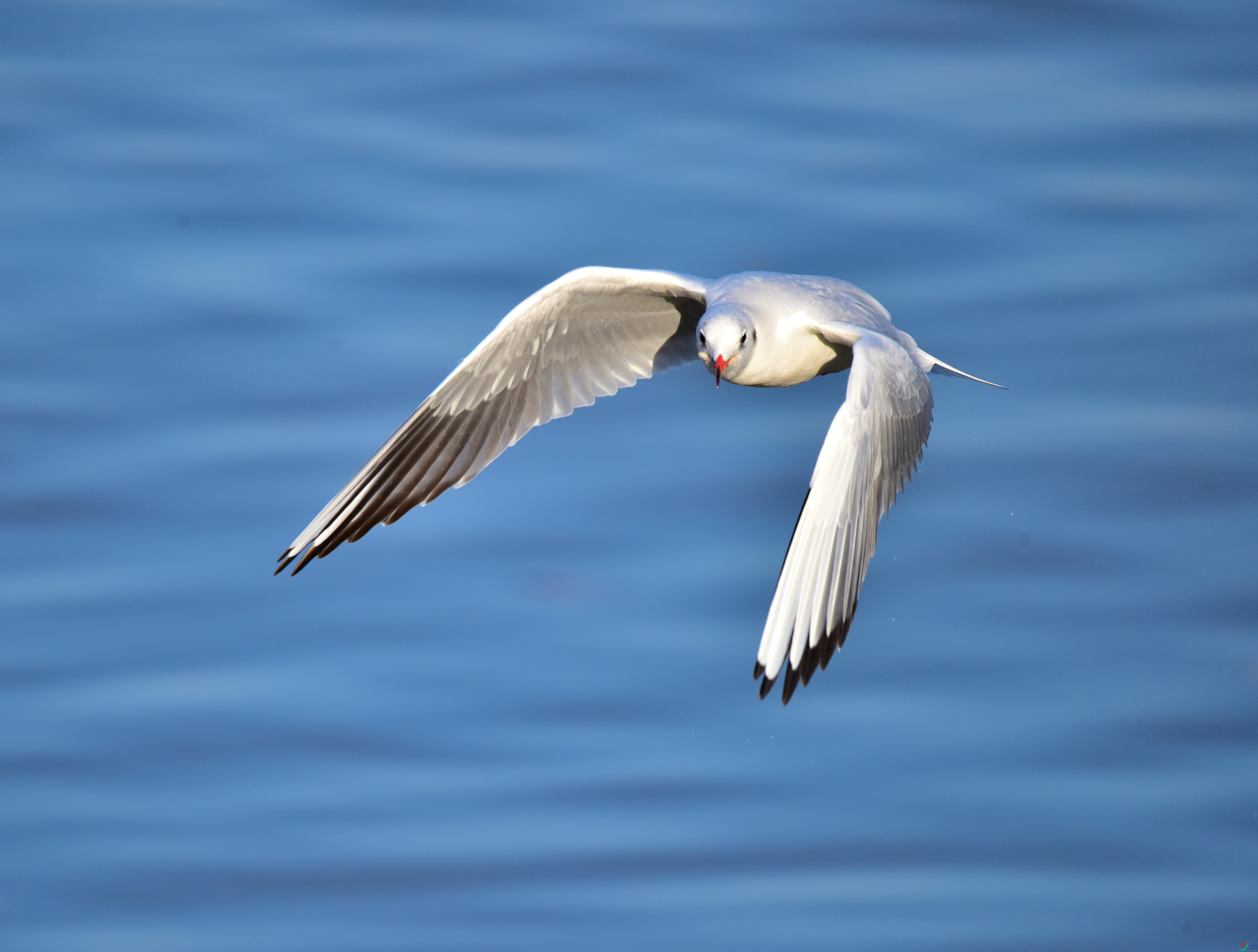 DSC_1707.JPG