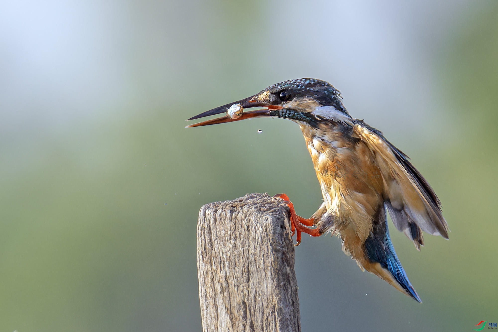 _97A7361-CR3 copy.jpg