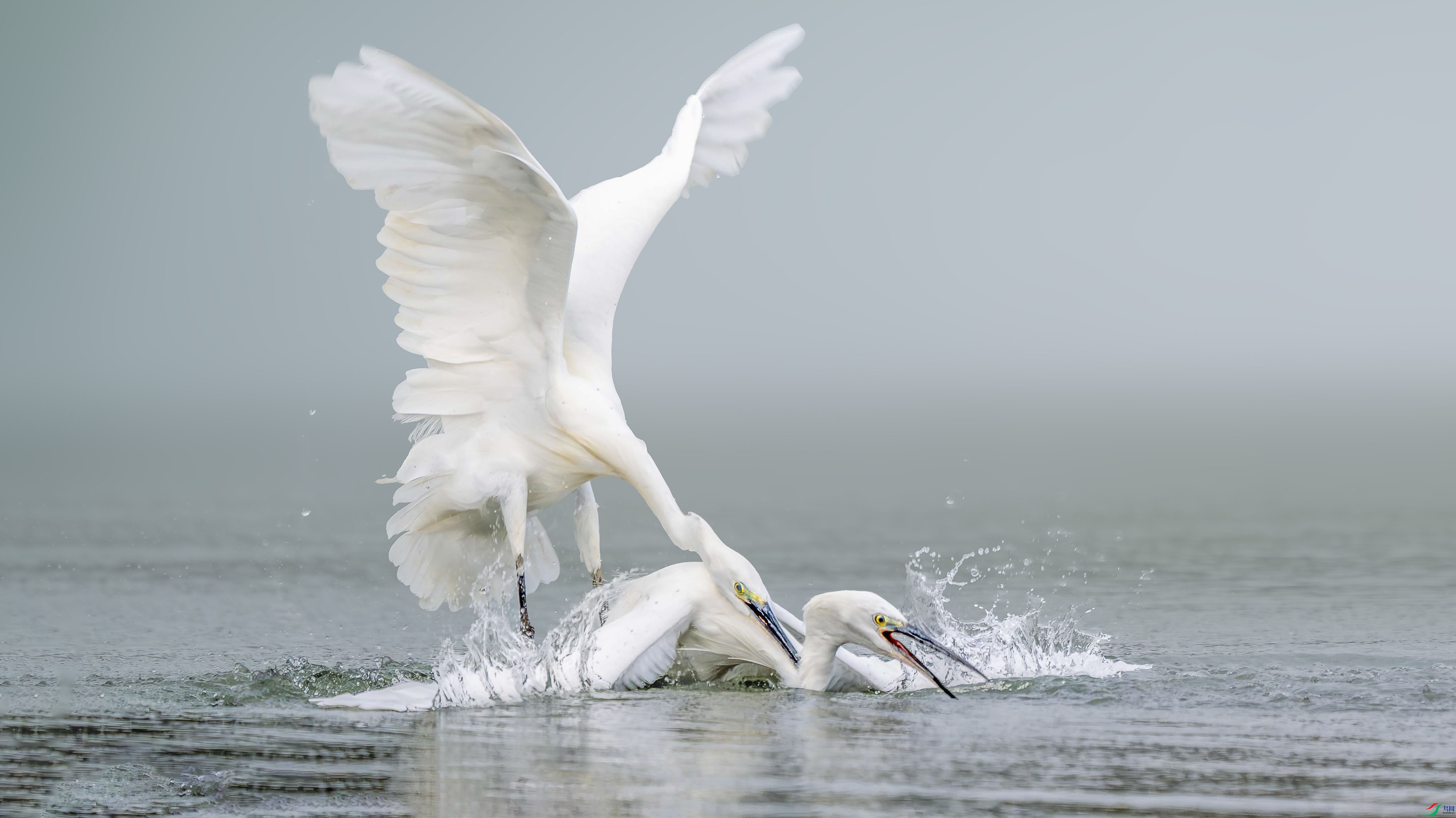 LCLK8111 ���� 2.jpg